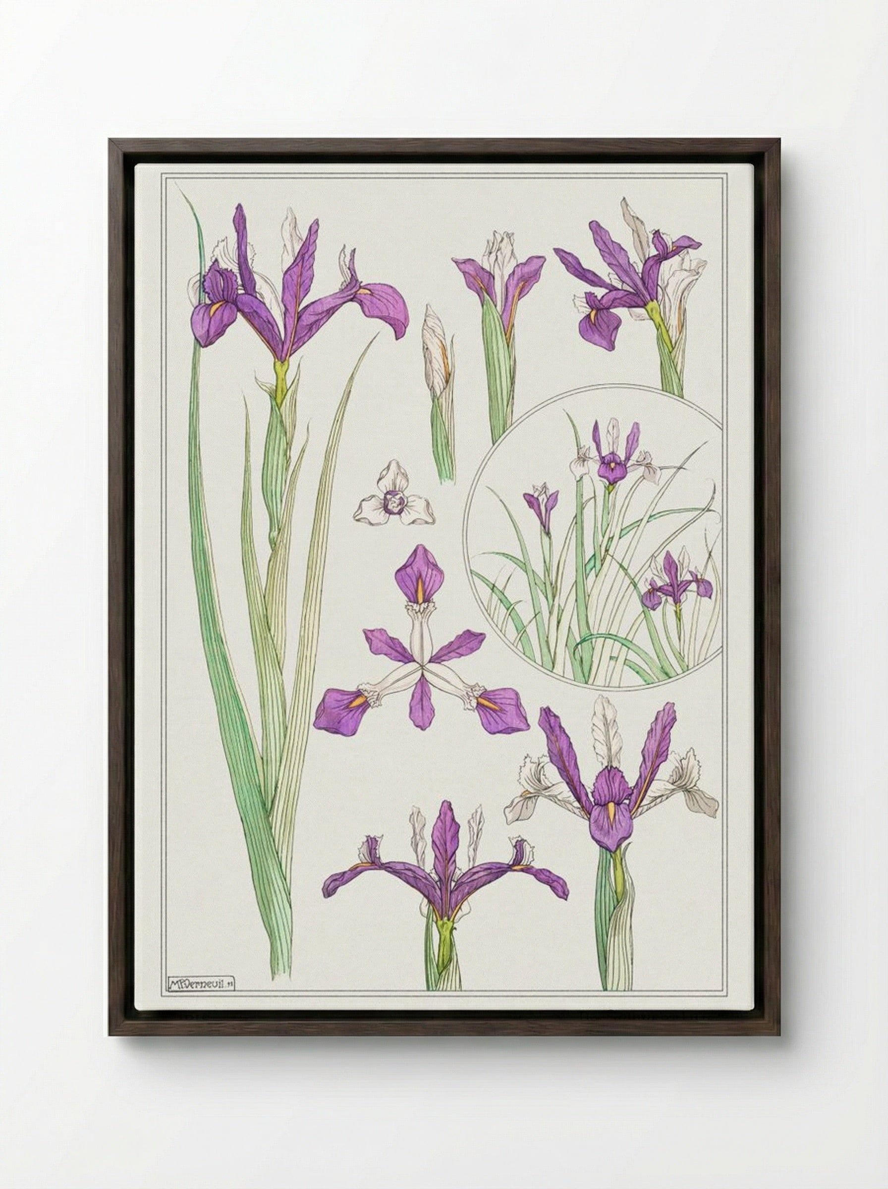 Iris, from La Plante et ses Applications ornementales - Maurice Pillard Verneuil - Framed Canvas Dark Wood
