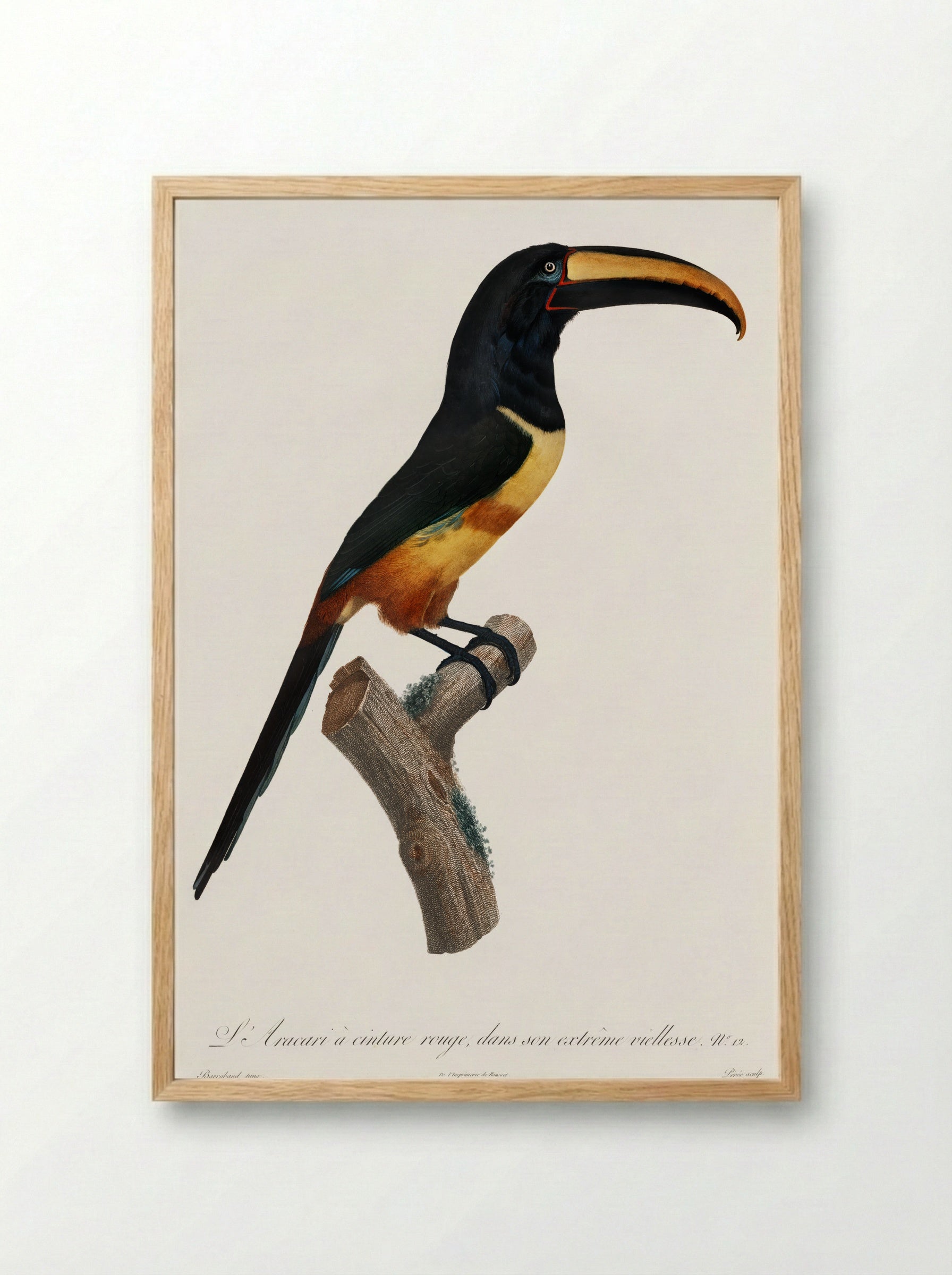 Old Red Belt Aracari - Jacques Barraband - Framed Print Wood