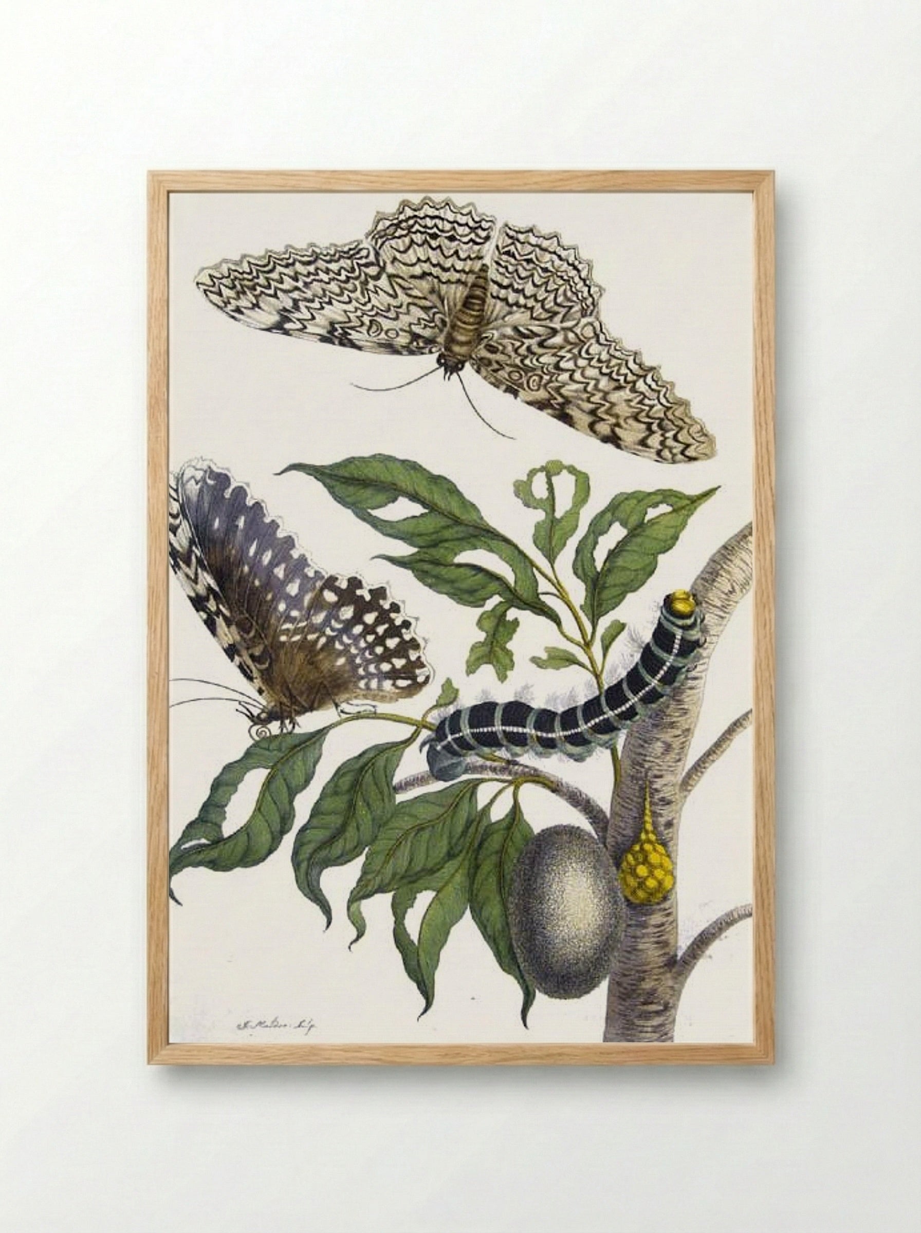 from Metamorphosis insectorum Surinamensium, Plate XX. (Thysania agrippina) - Maria Sibylla Merian - Framed Print Wood