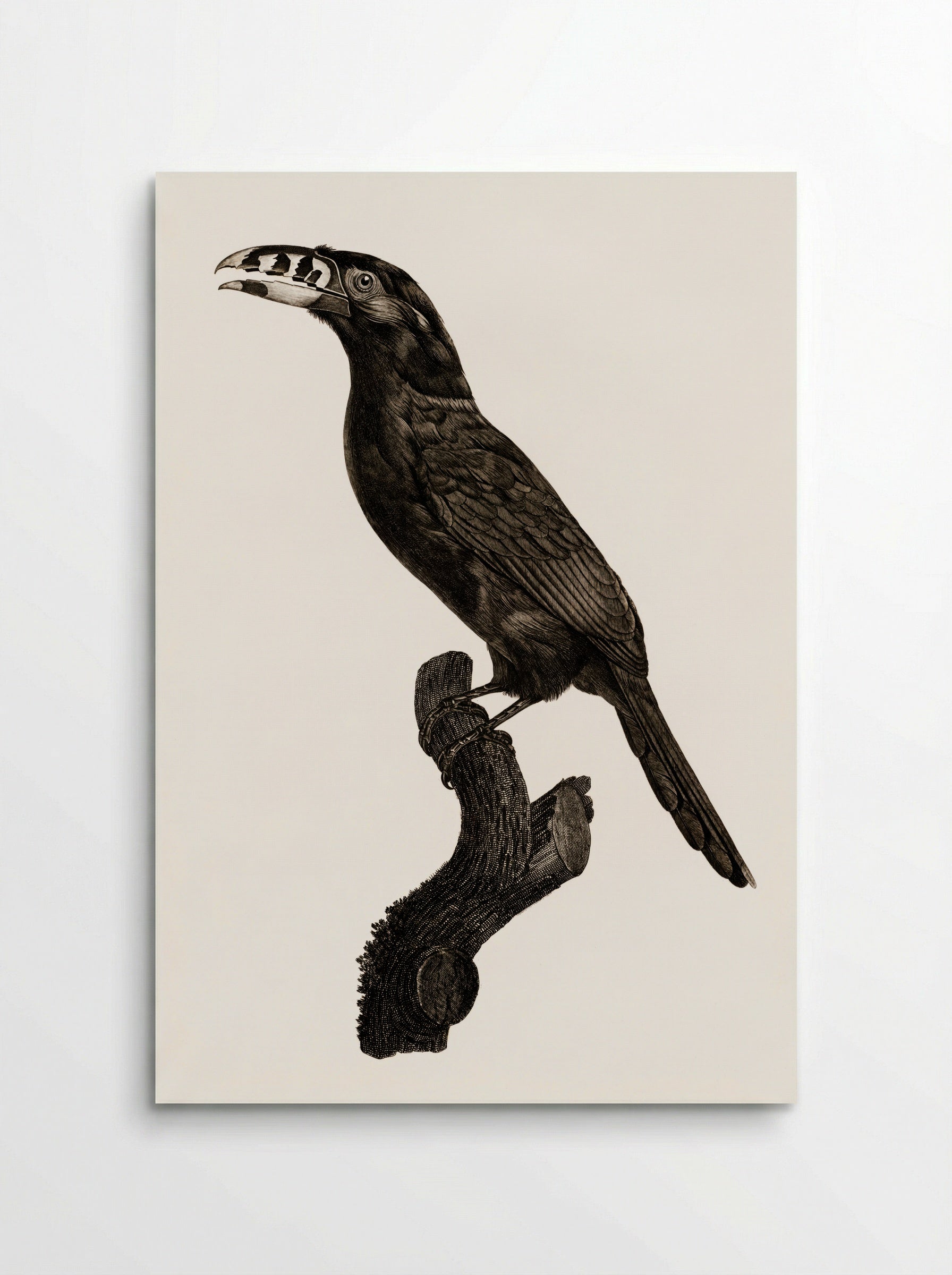 Black-necked Aracari, Male - Jacques Barraband - Poster