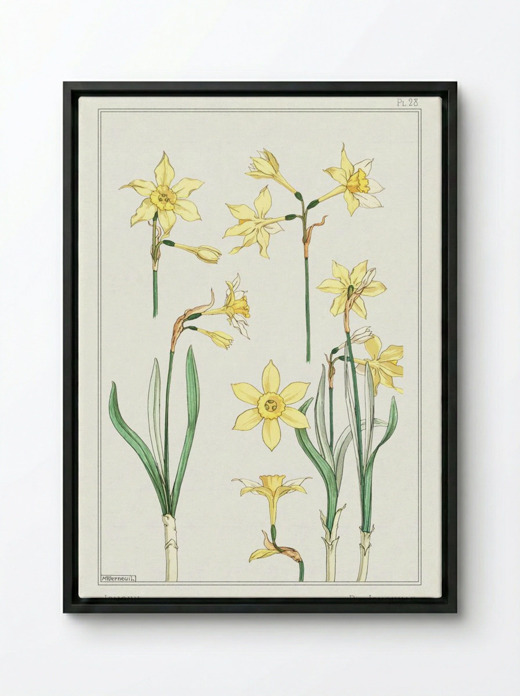 Jonquille or Jonquil - Maurice Pillard Verneuil - Framed Canvas Black