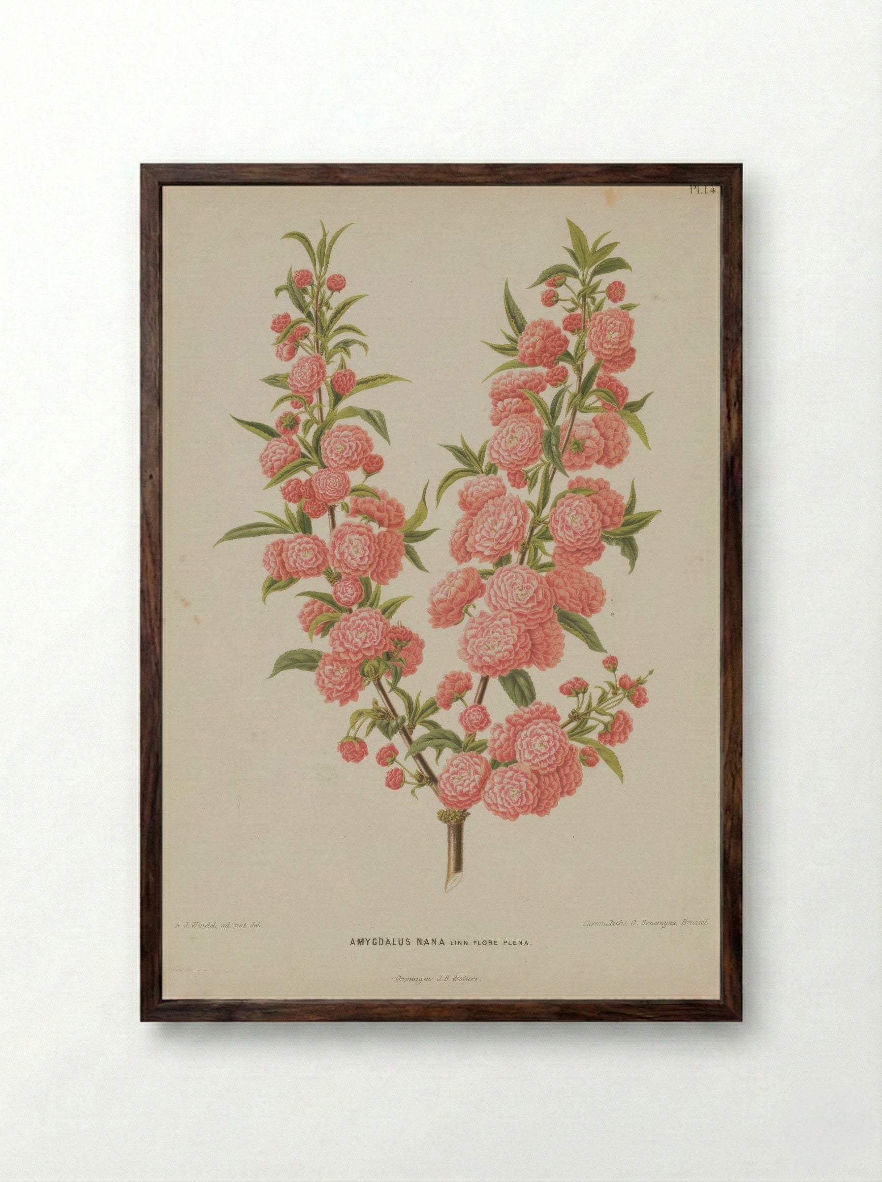 Amygdalus Nana L. - A. J. Wendel - Framed Print Dark Wood