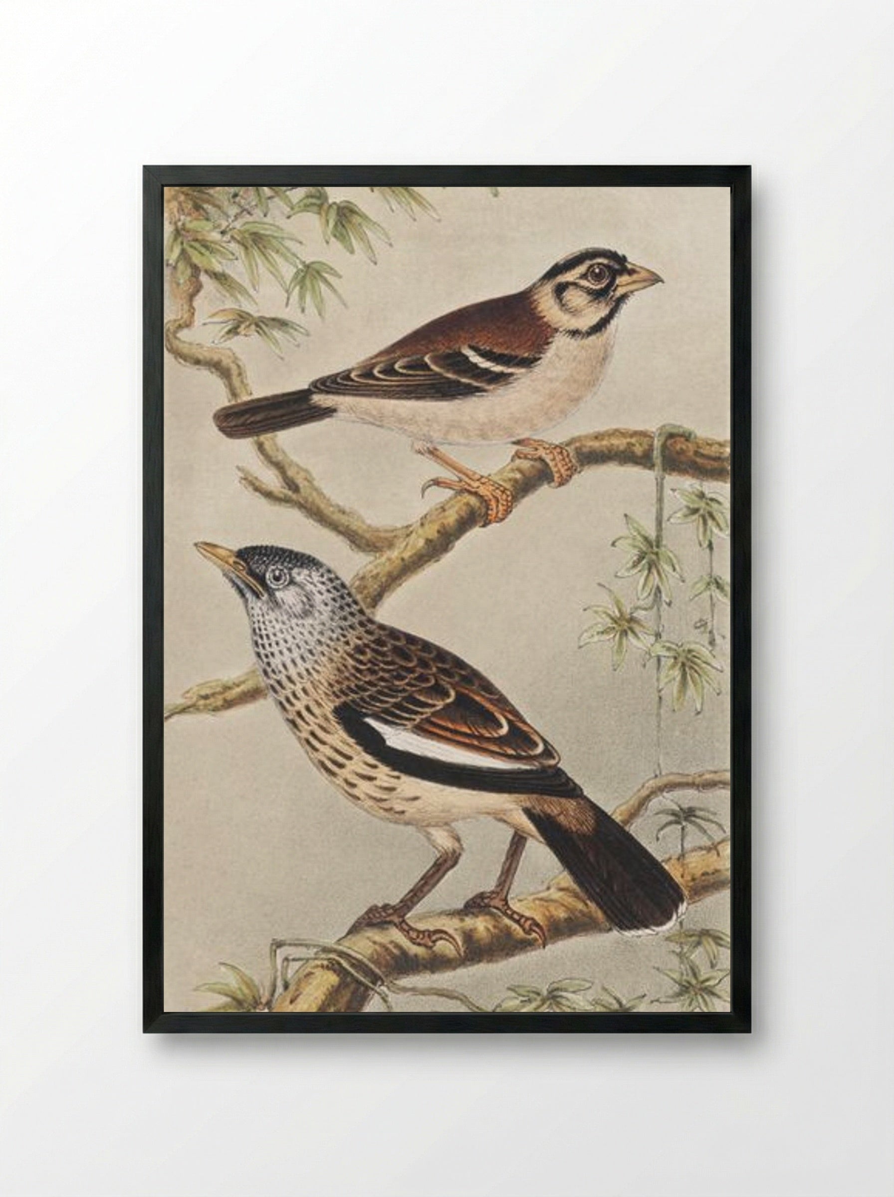 Twee vogels op takken (Two Birds on Branches) - Theo van Hoytema - Framed Print Black