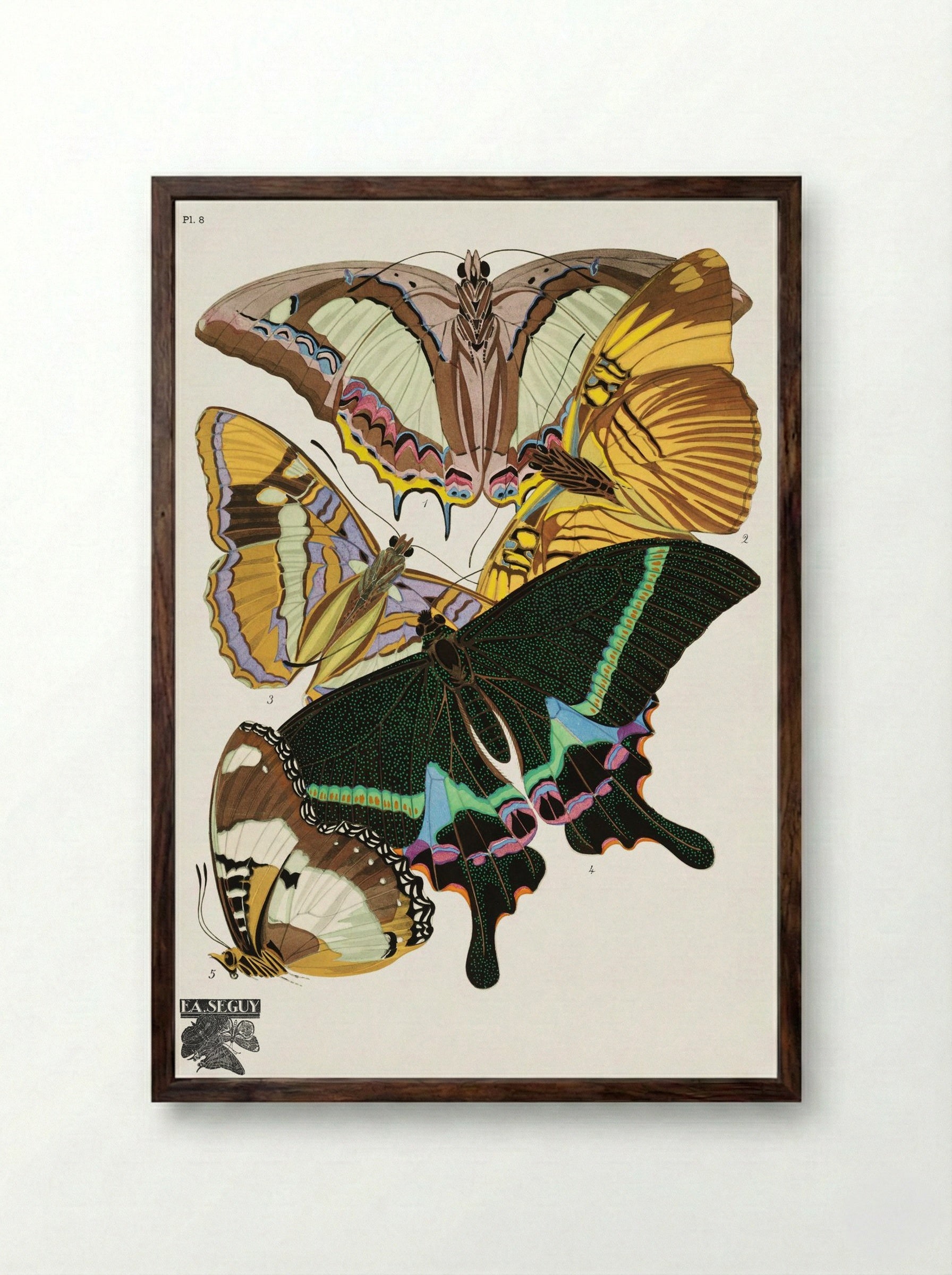 Butterflies (Plate 8) - Émile-Allain Séguy - Framed Print Dark Wood