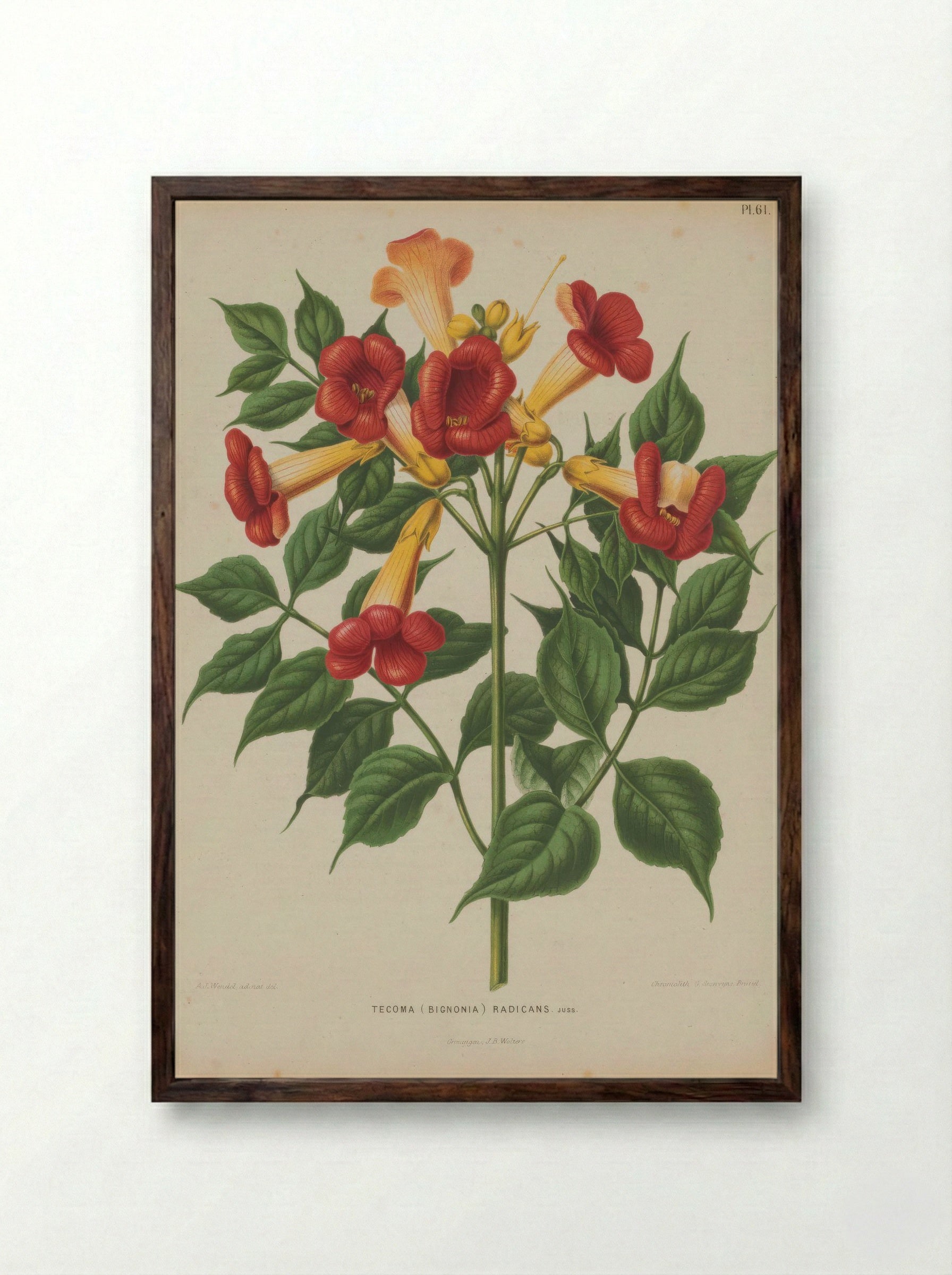 Bignonia Radicans L. - A. J. Wendel - Framed Print Dark Wood