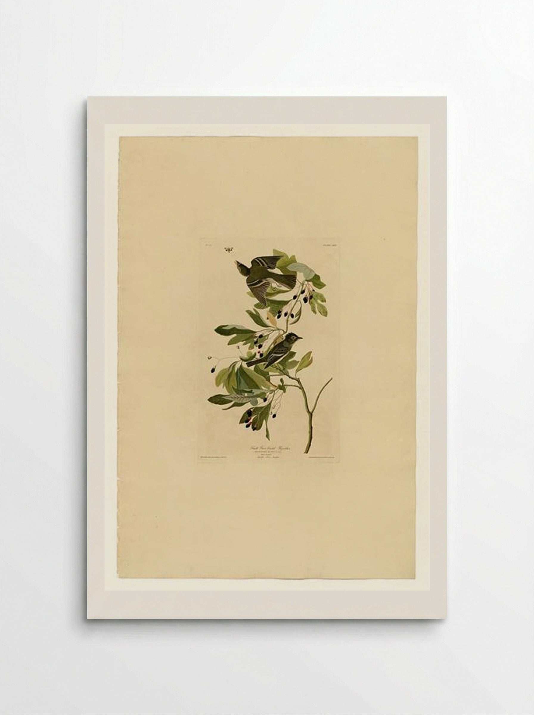 Plate 144 Small Green Crested Flycatcher - John James Audubon - Poster