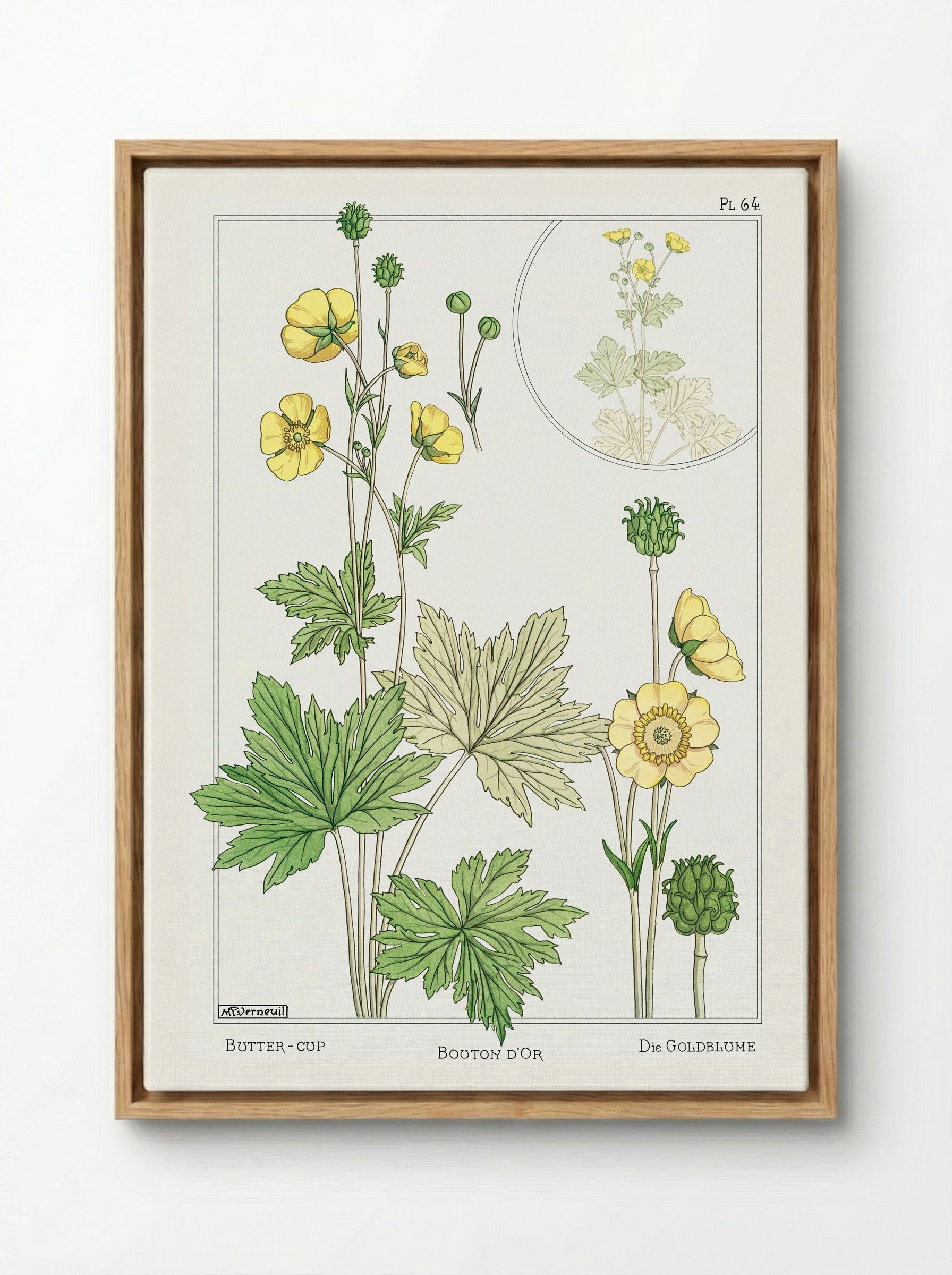 Bouton d'Or (Buttercup) - Maurice Pillard Verneuil - Framed Canvas Wood