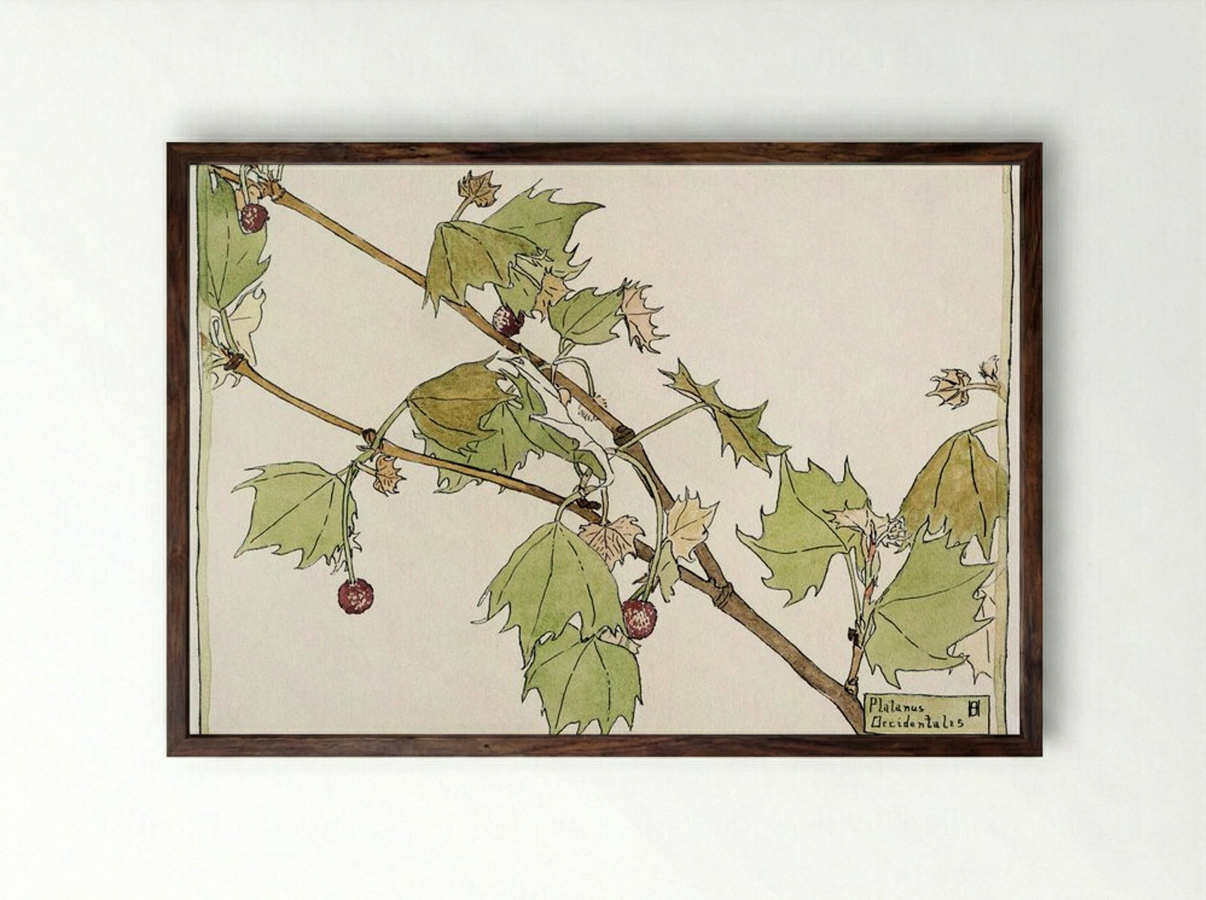 Sycamore - Hannah Borger Overbeck - Framed Print Dark Wood
