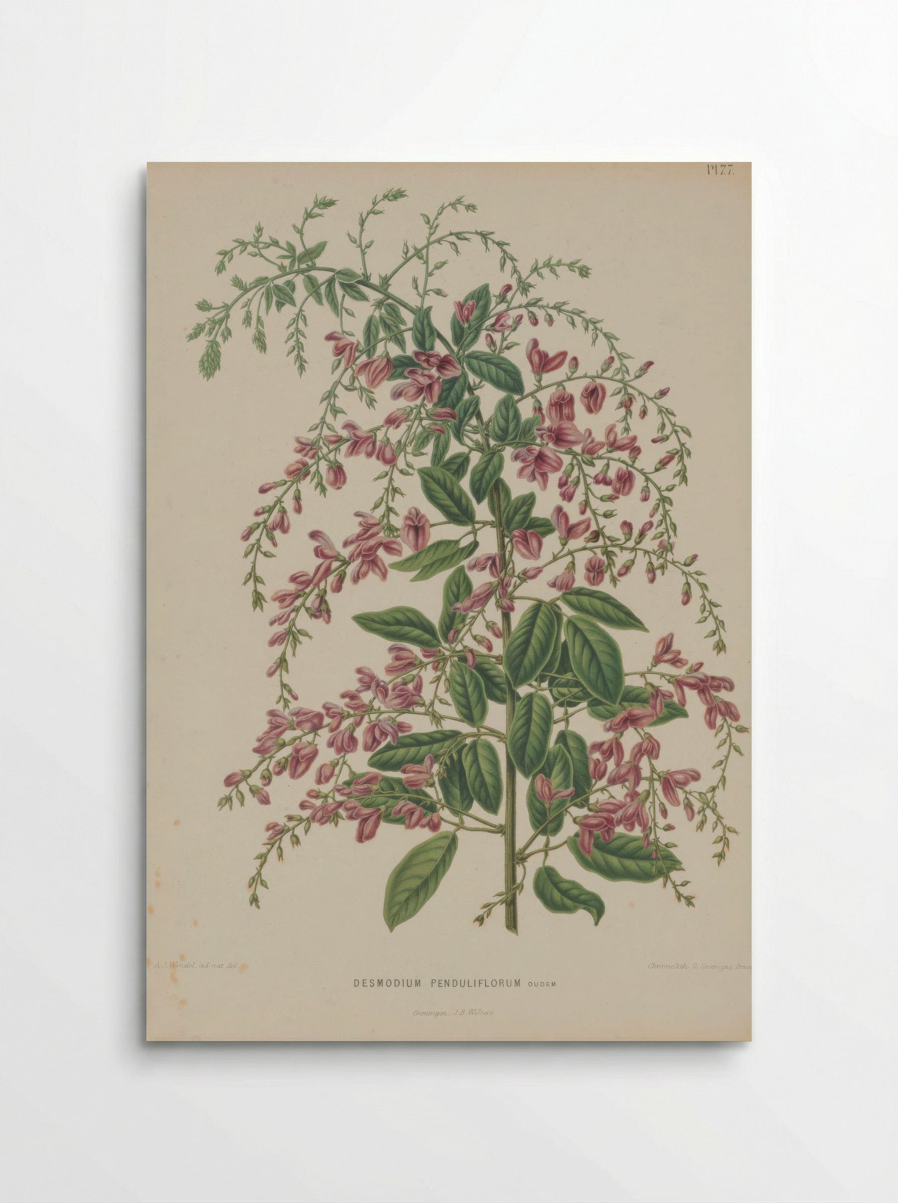 Desmodium thunbergii – A.J. Wendel - Poster