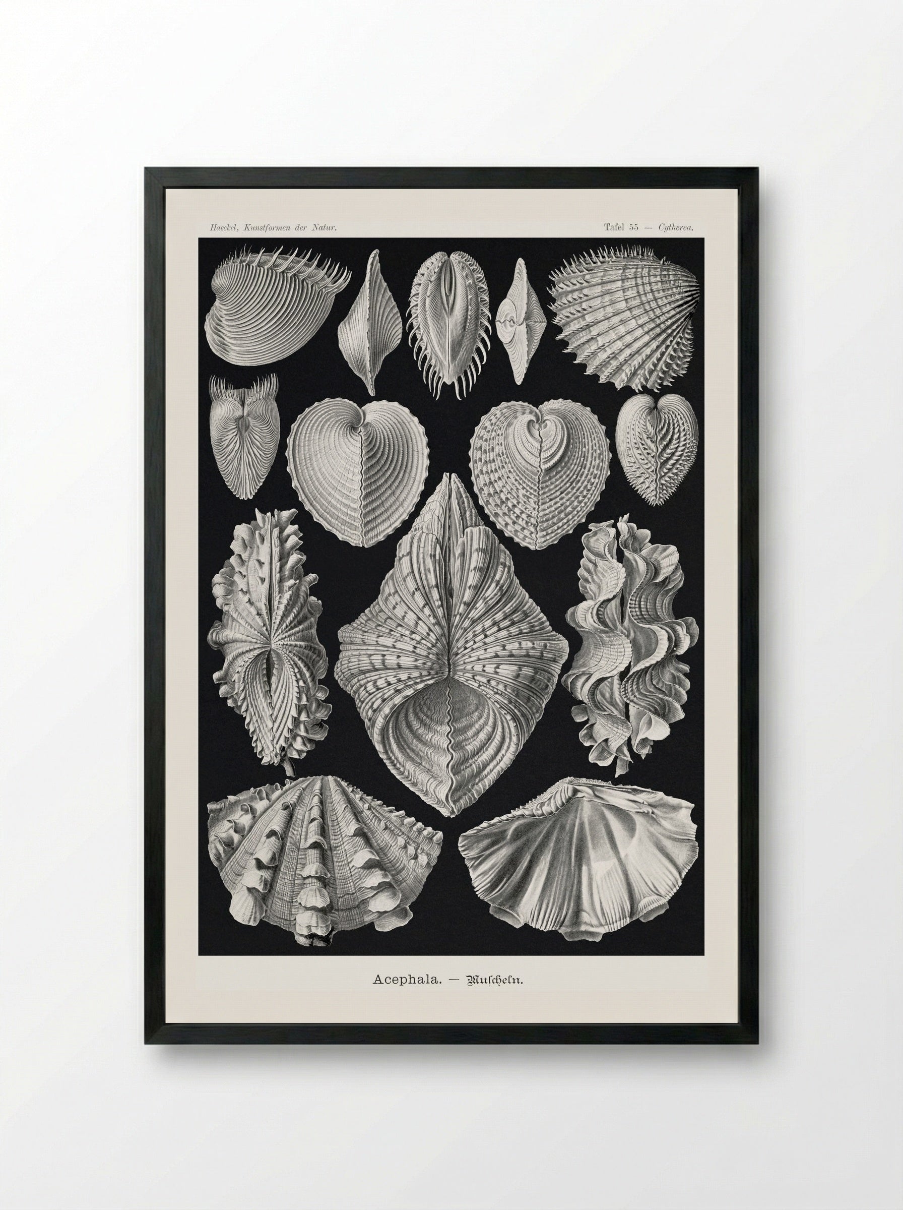 Acephala-Muscheln (1904) - Ernst Haeckel - Framed Print Black
