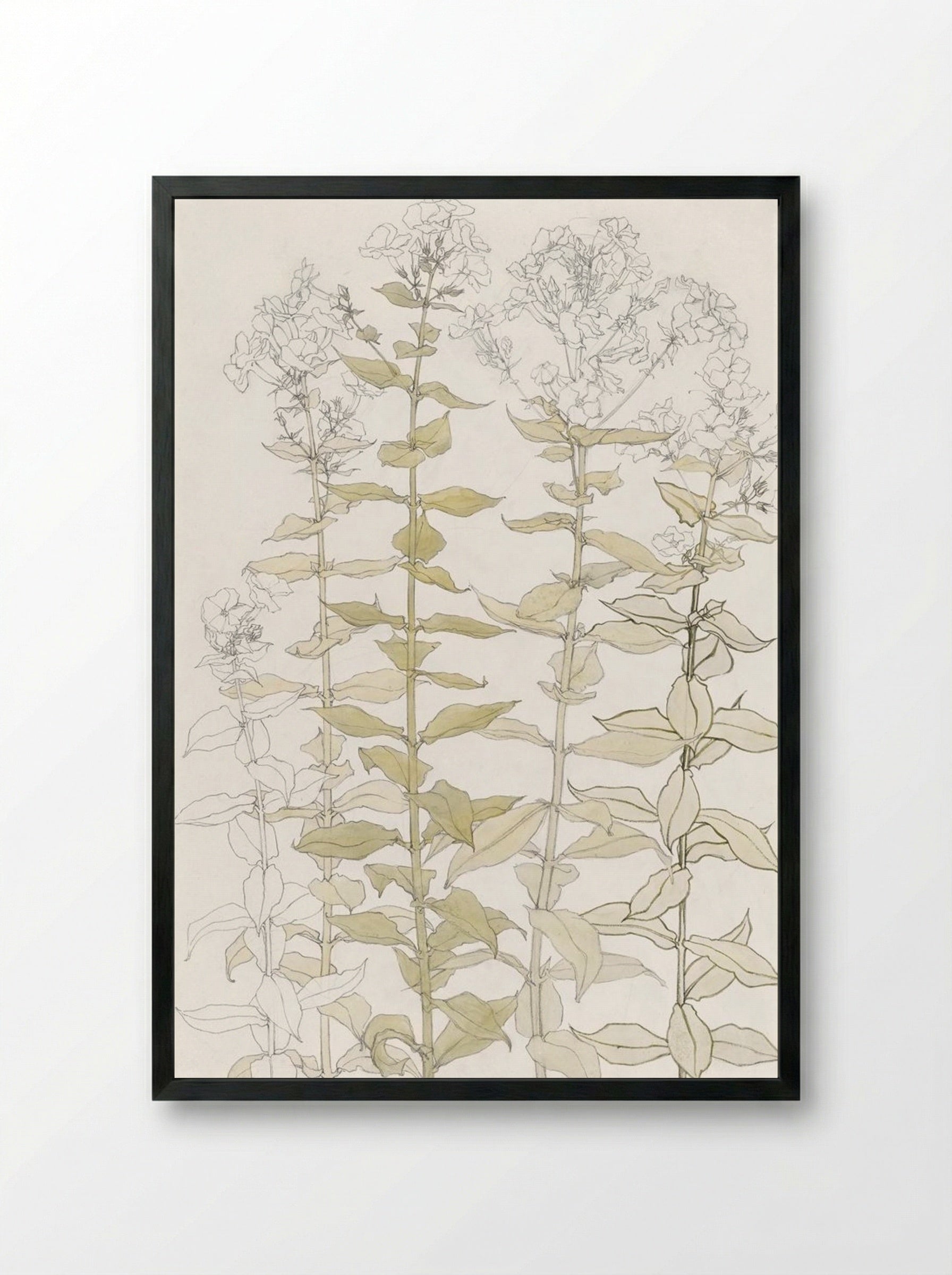 Phlox (Colour Sketch) - Julie de Graag - Framed Print Black
