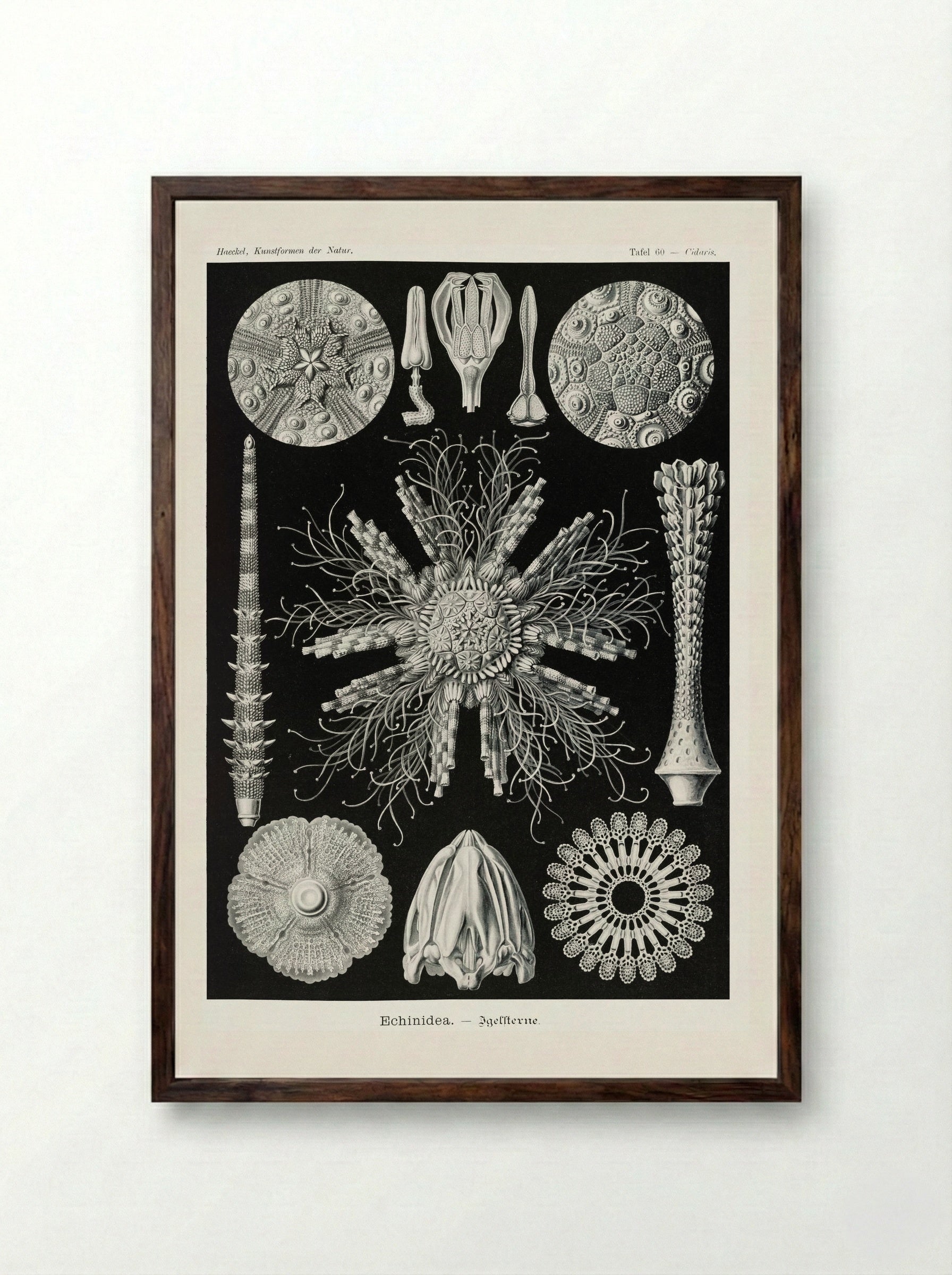 Echinidea-Igelsterne (1904) - Ernst Haeckel - Framed Print Dark Wood