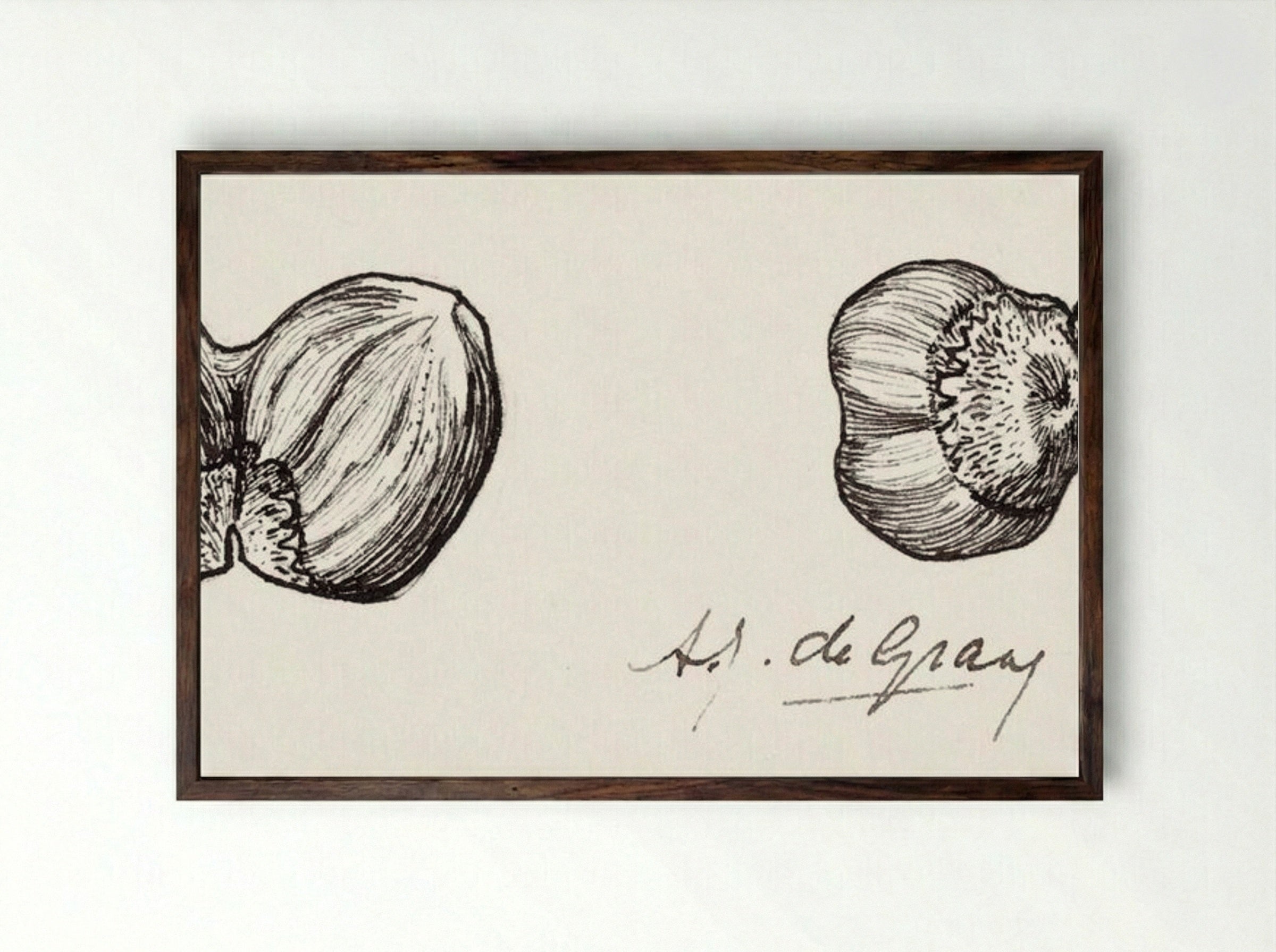 Study of Two Hazelnuts - Julie de Graag - Framed Print Dark Wood
