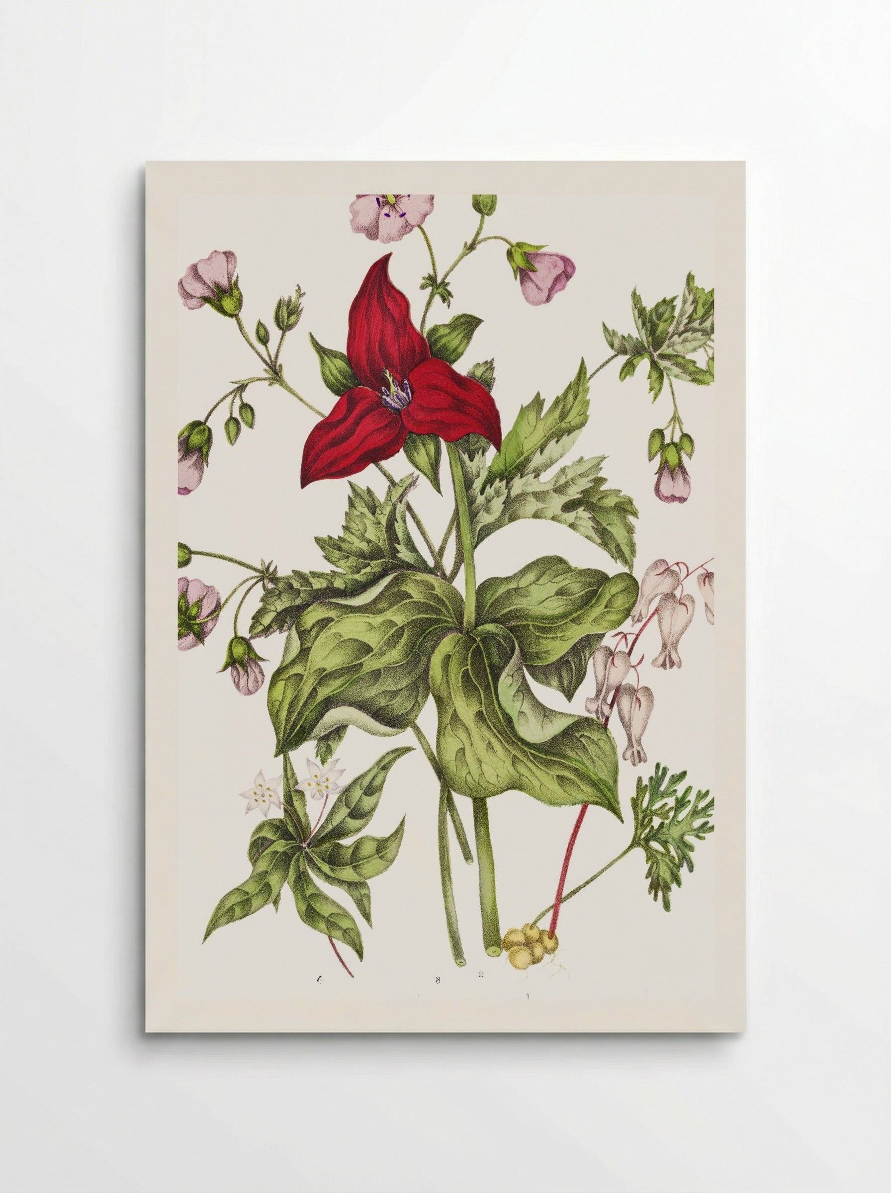 Dicentra Canadensis and Trillium erectum (1869) - Unknown Artist - Poster