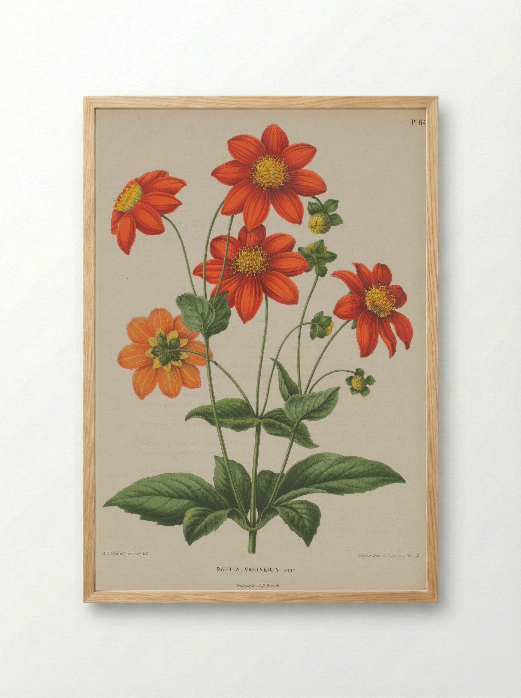 Dahlia Pinnata Cav. - A. J. Wendel - Framed Print Wood