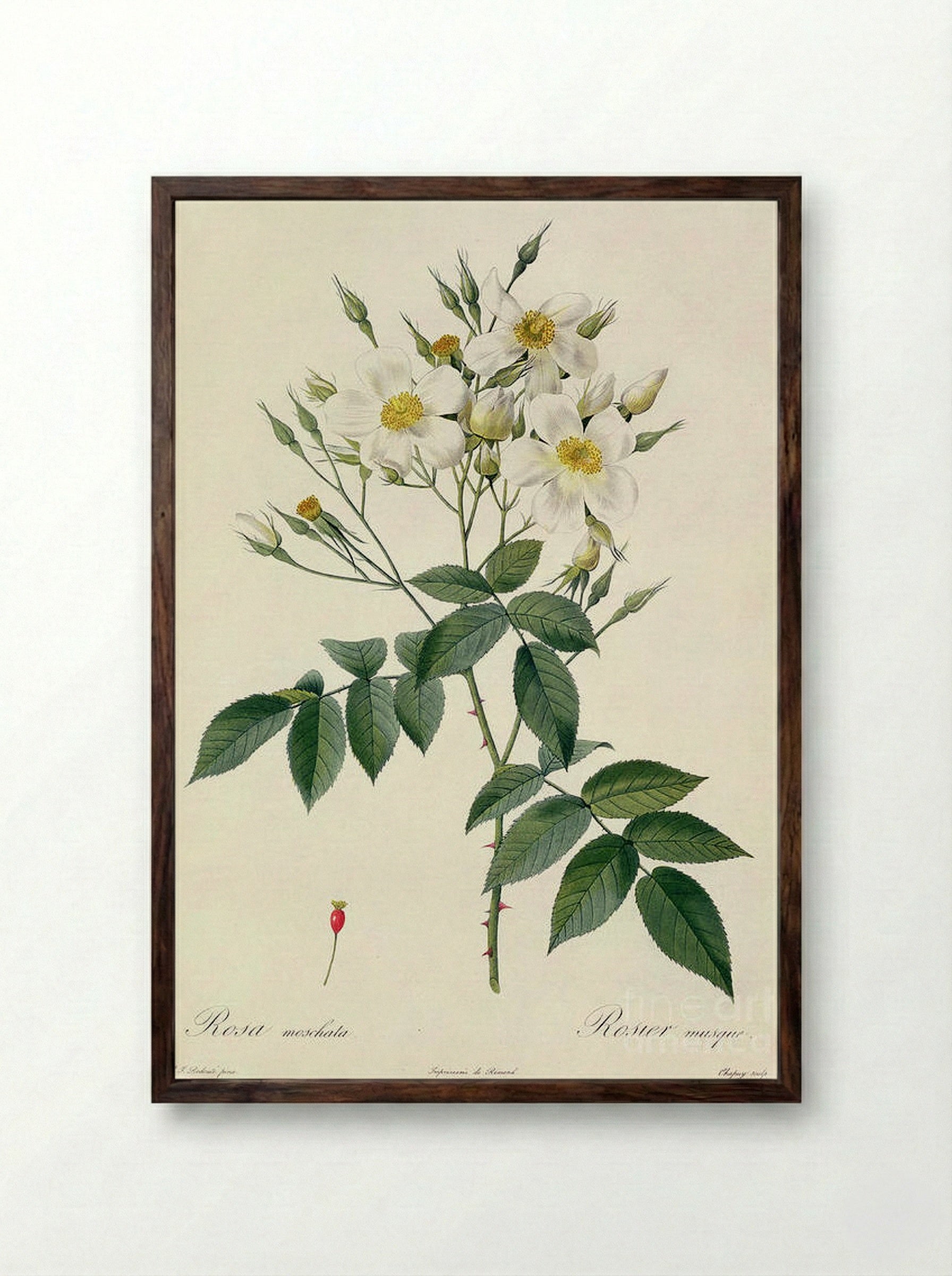 Musk - Pierre-Joseph Redouté - Framed Print Dark Wood