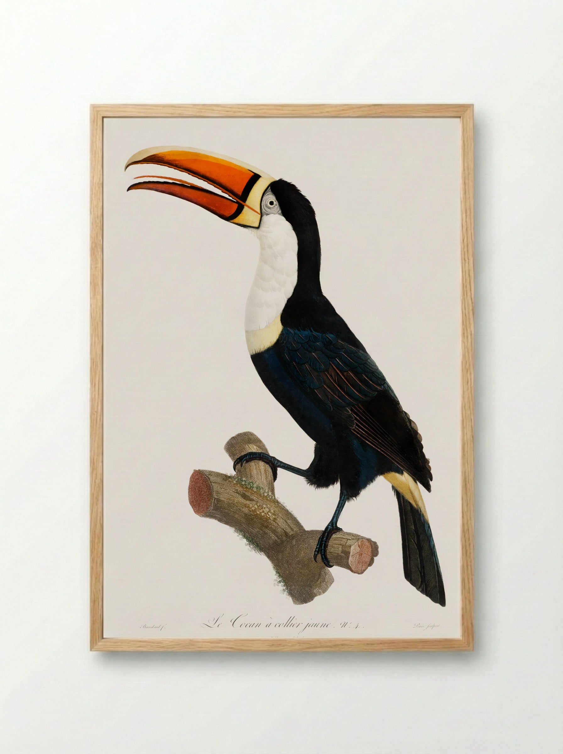 Yellow Necklace Toucan - Jacques Barraband - Framed Print Wood
