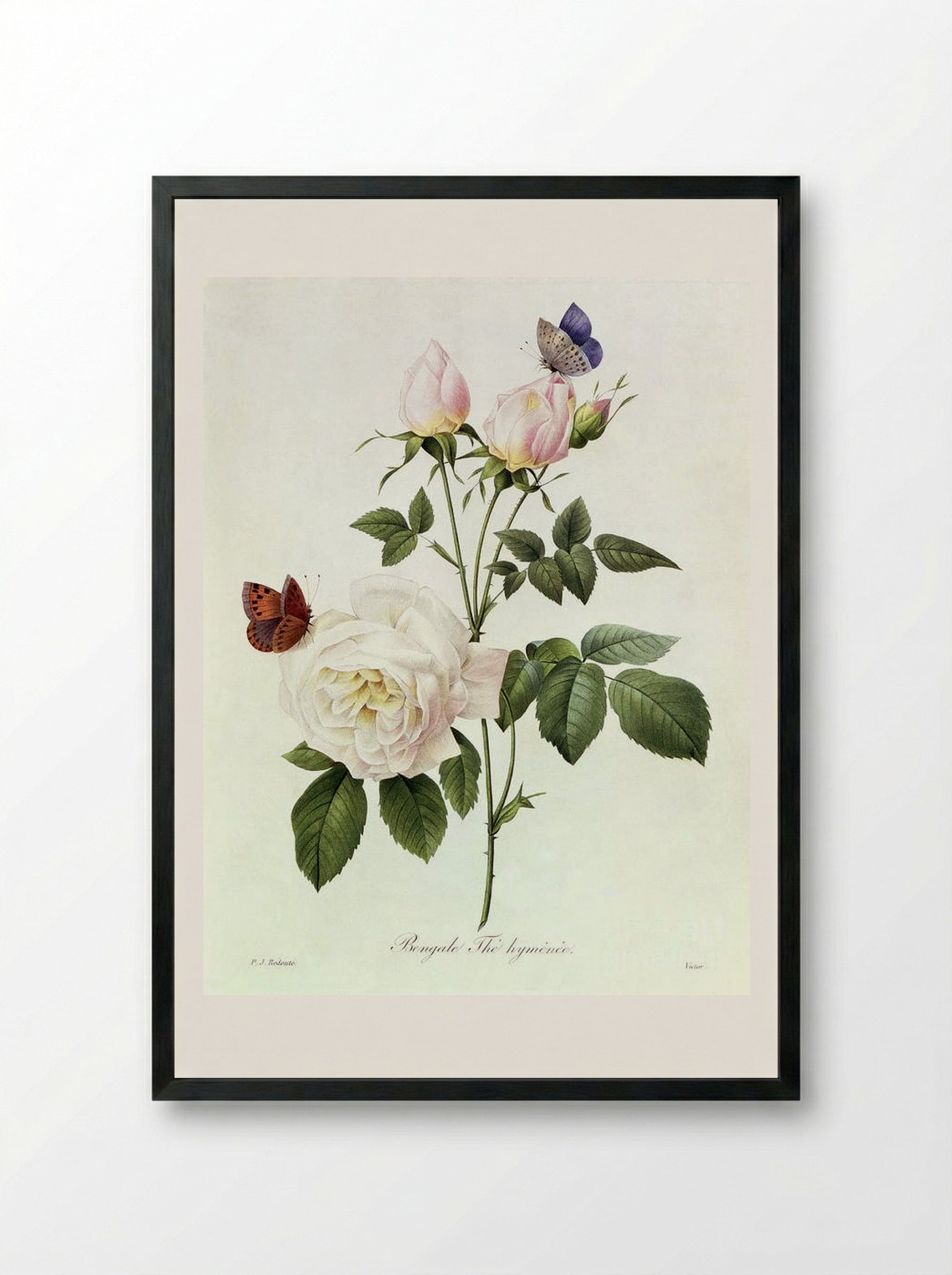 Rosa Bengale The Hymenes - Pierre-Joseph Redouté - Framed Print Black