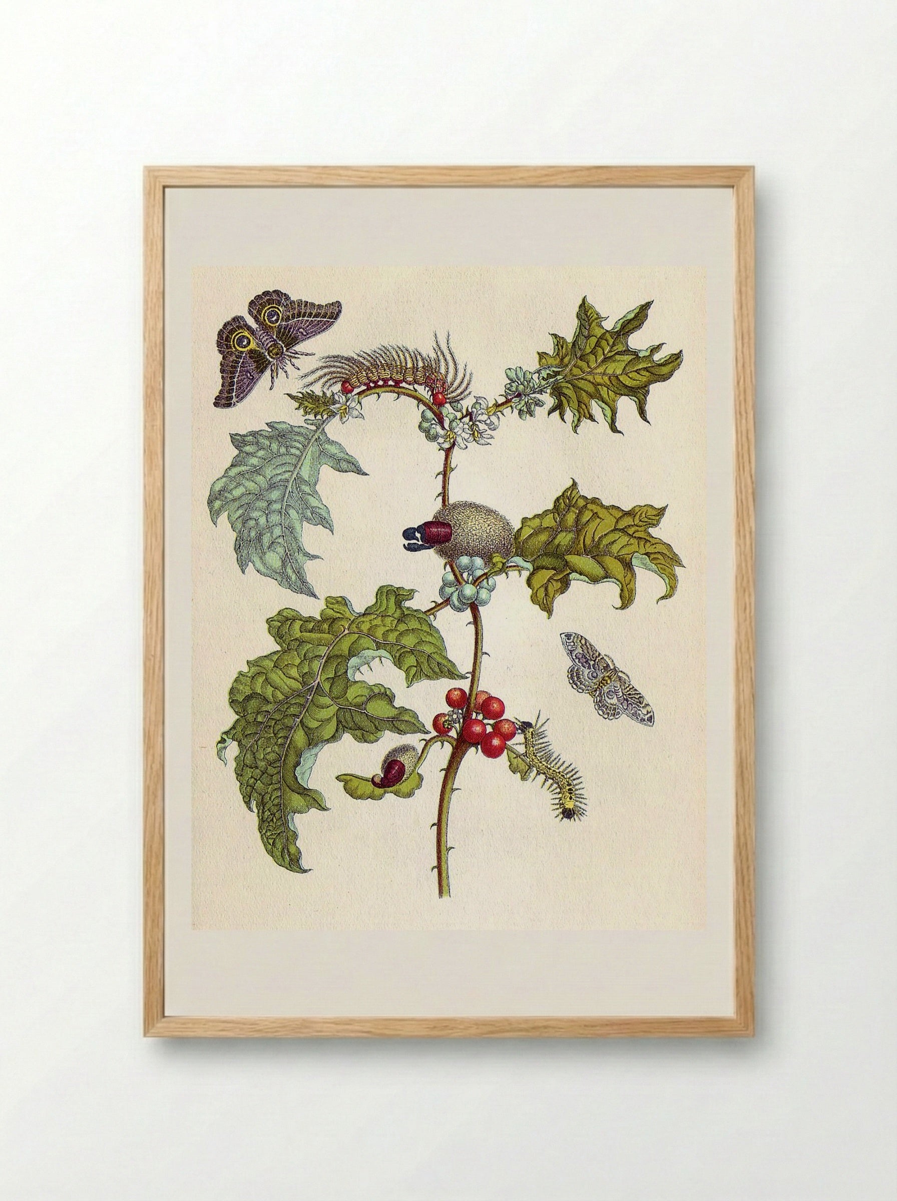 from Metamorphosis insectorum Surinamensium - Maria Sibylla Merian - Framed Print Wood