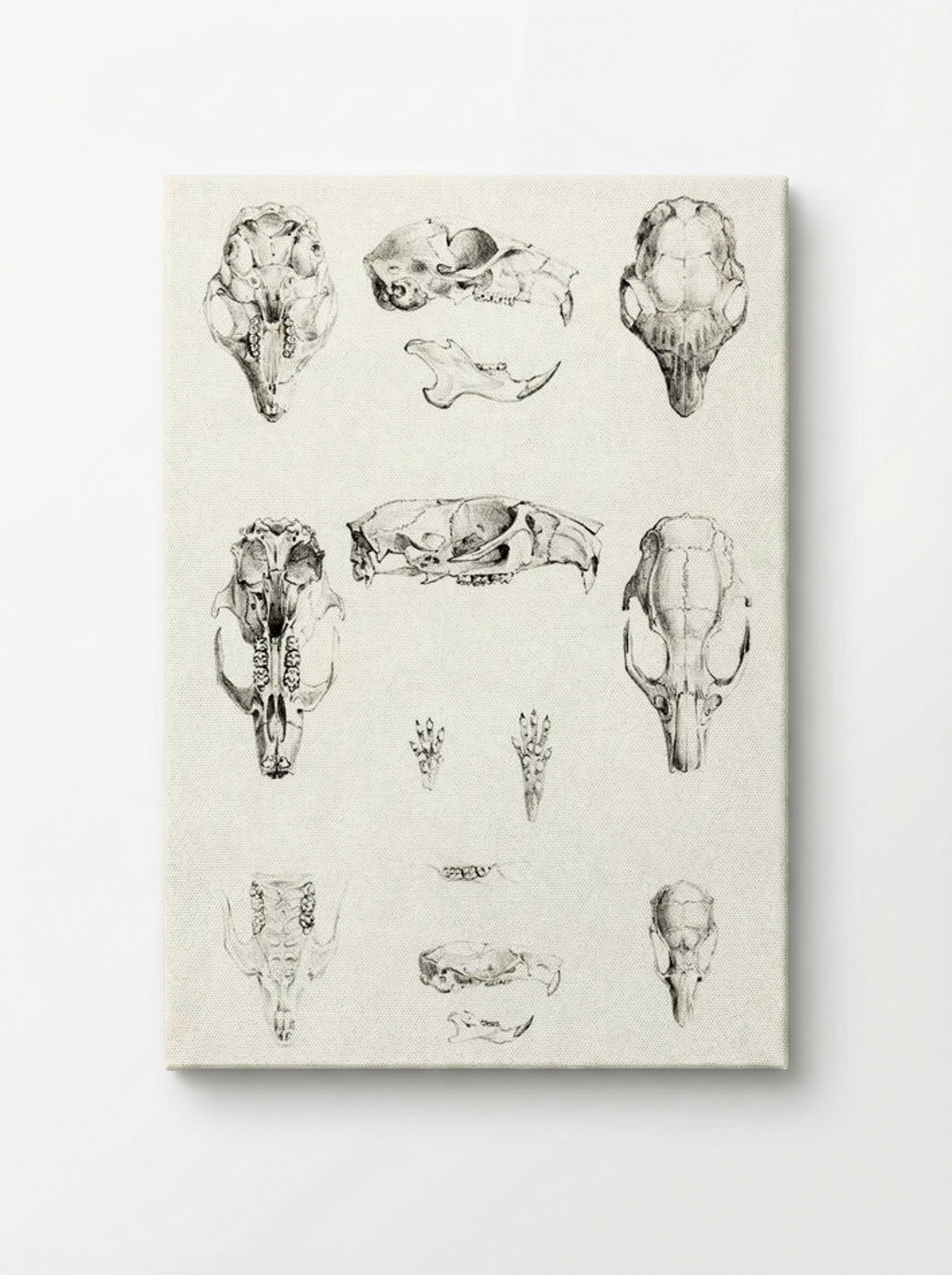 Knaagdierschedels (Rodent Skulls) - Theo van Hoytema - Canvas