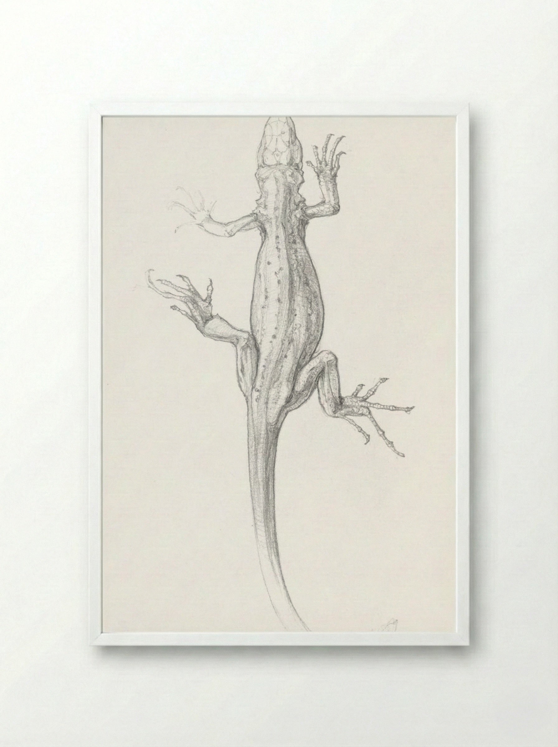 Sketch of a Lizard - Julie de Graag - Framed Print White
