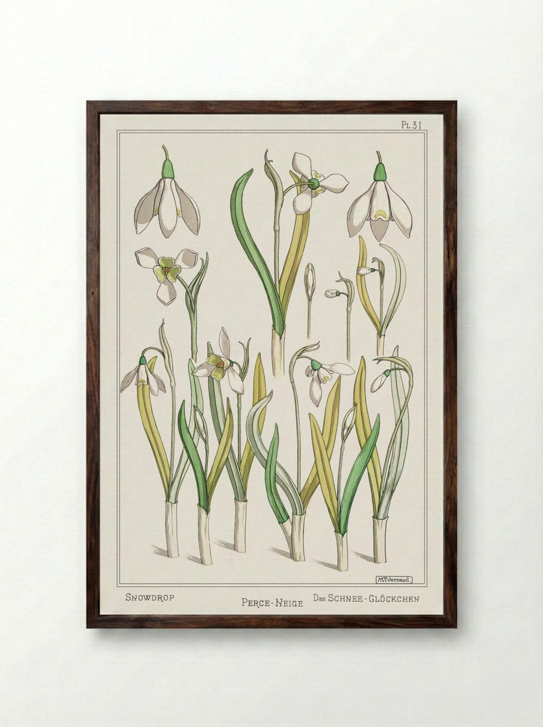 Perce-Neige (Snowdrops) - Maurice Pillard Verneuil - Framed Print Dark Wood