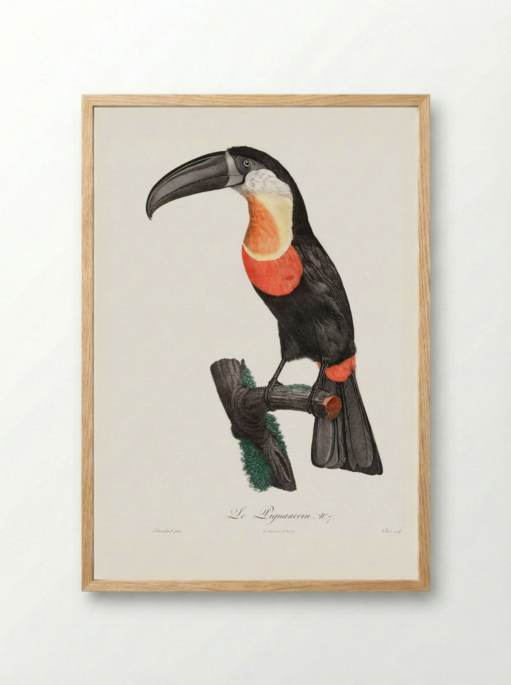 Green-billed Toucan - Jacques Barraband - Framed Print Wood