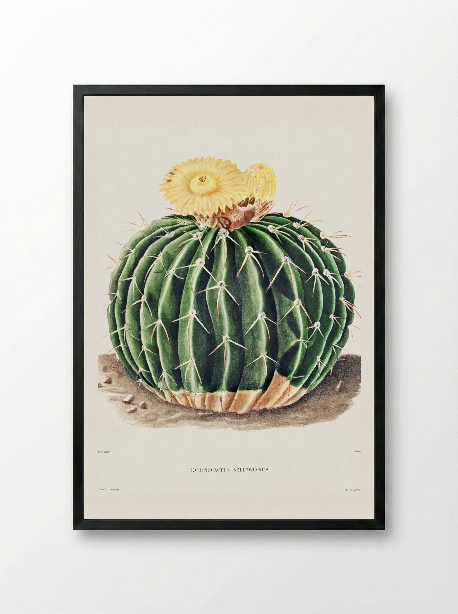 Parodia Sellowii (Echinocactus Sellowianus) - Charles Antoine Lemaire - Framed Print Black