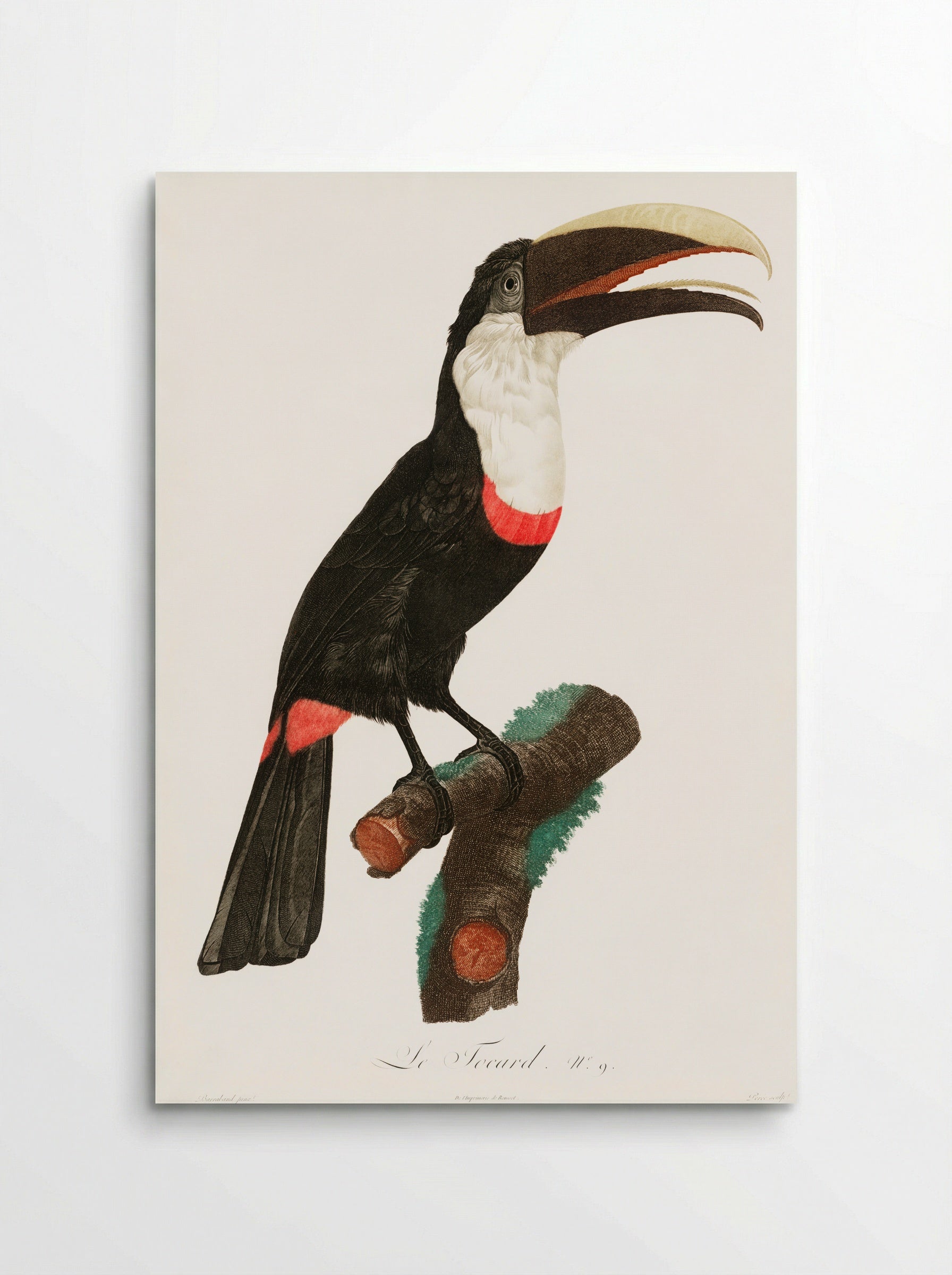 Toco Toucan - Jacques Barraband - Poster