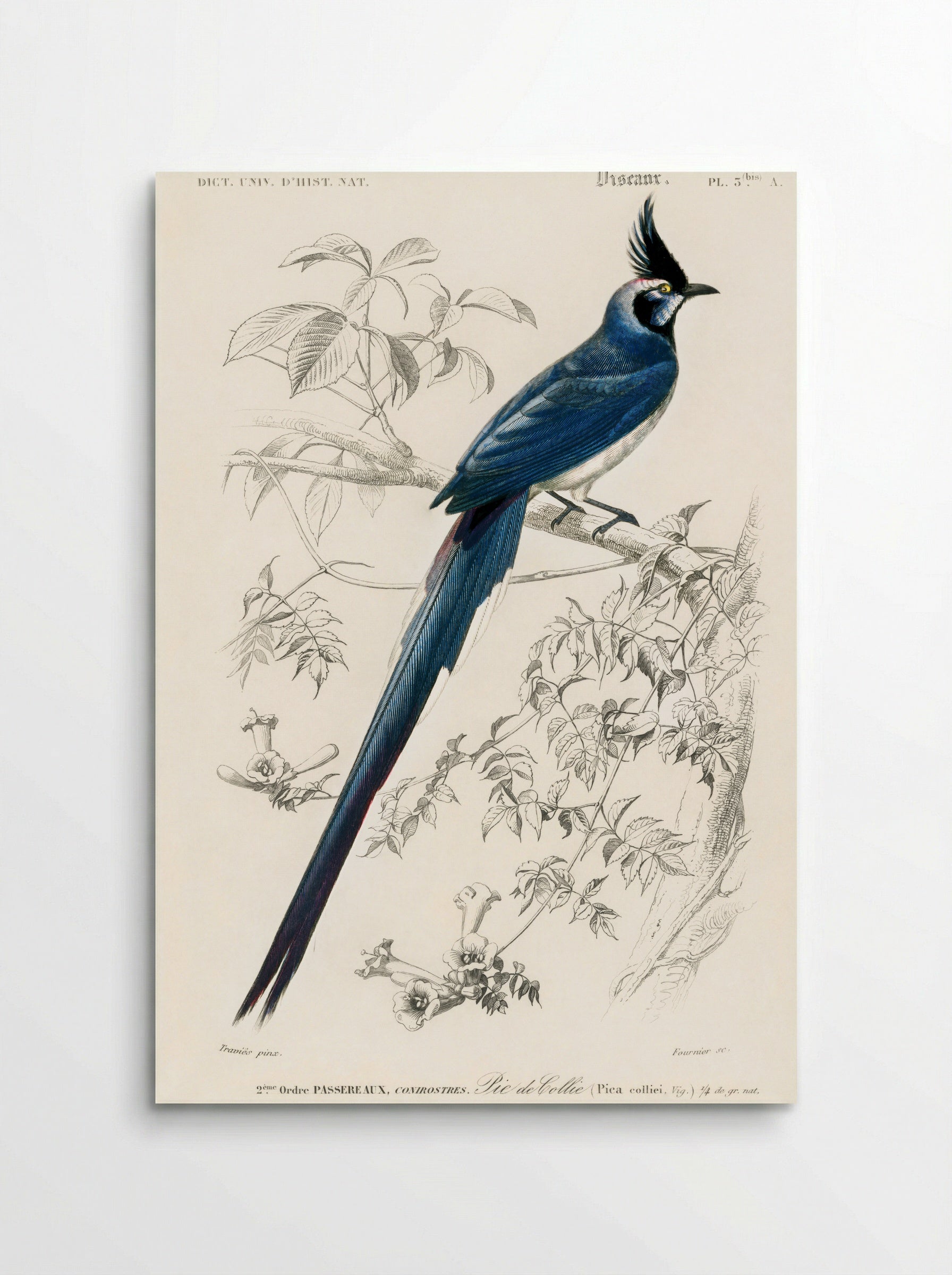 Black-throated Magpie-Jay - Charles Dessalines D'Orbigny - Poster
