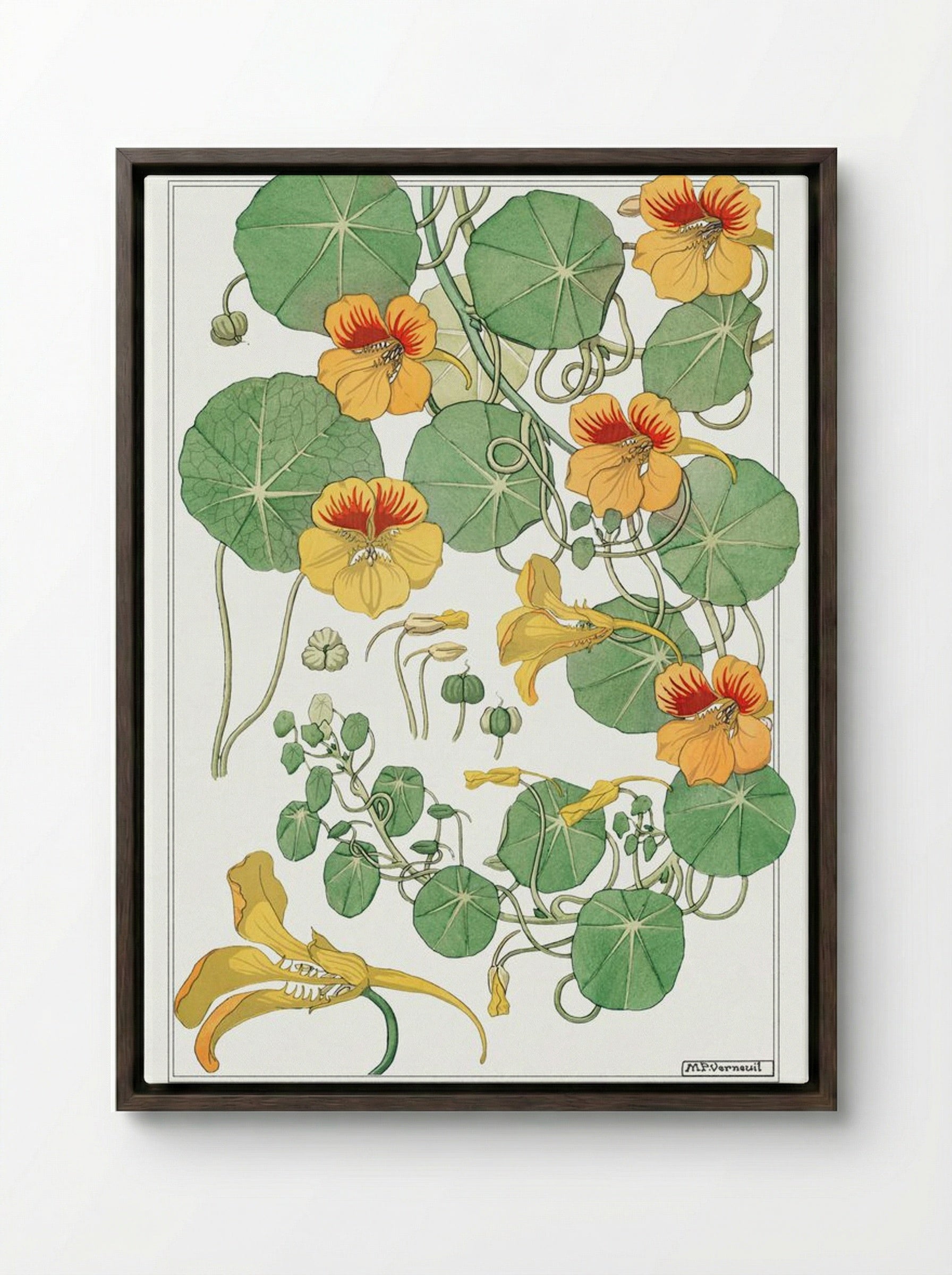 Capucine (Nasturtium) - Maurice Pillard Verneuil - Framed Canvas Dark Wood