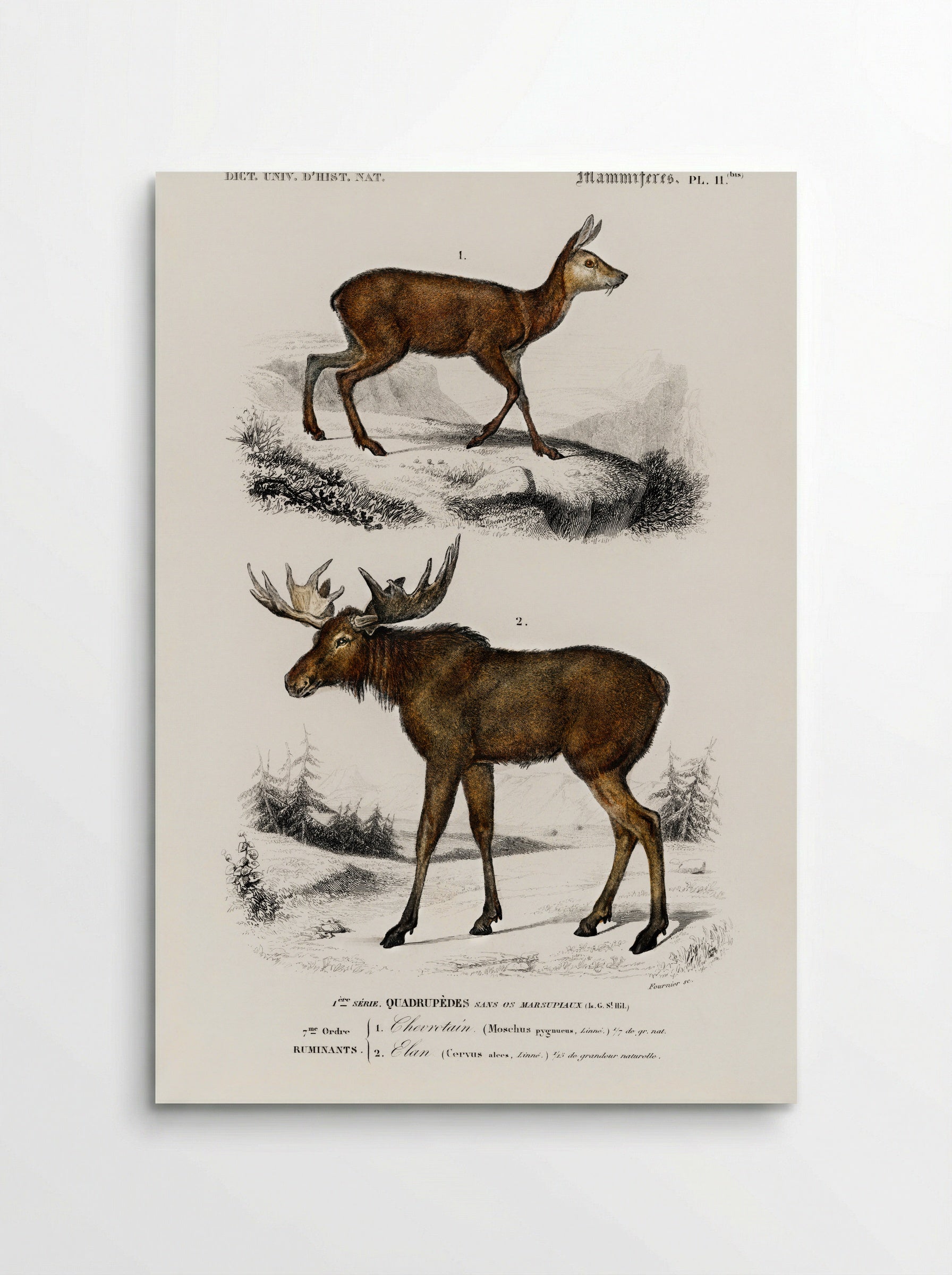 Alces alces and Moschus - Charles Dessalines D'Orbigny - Poster