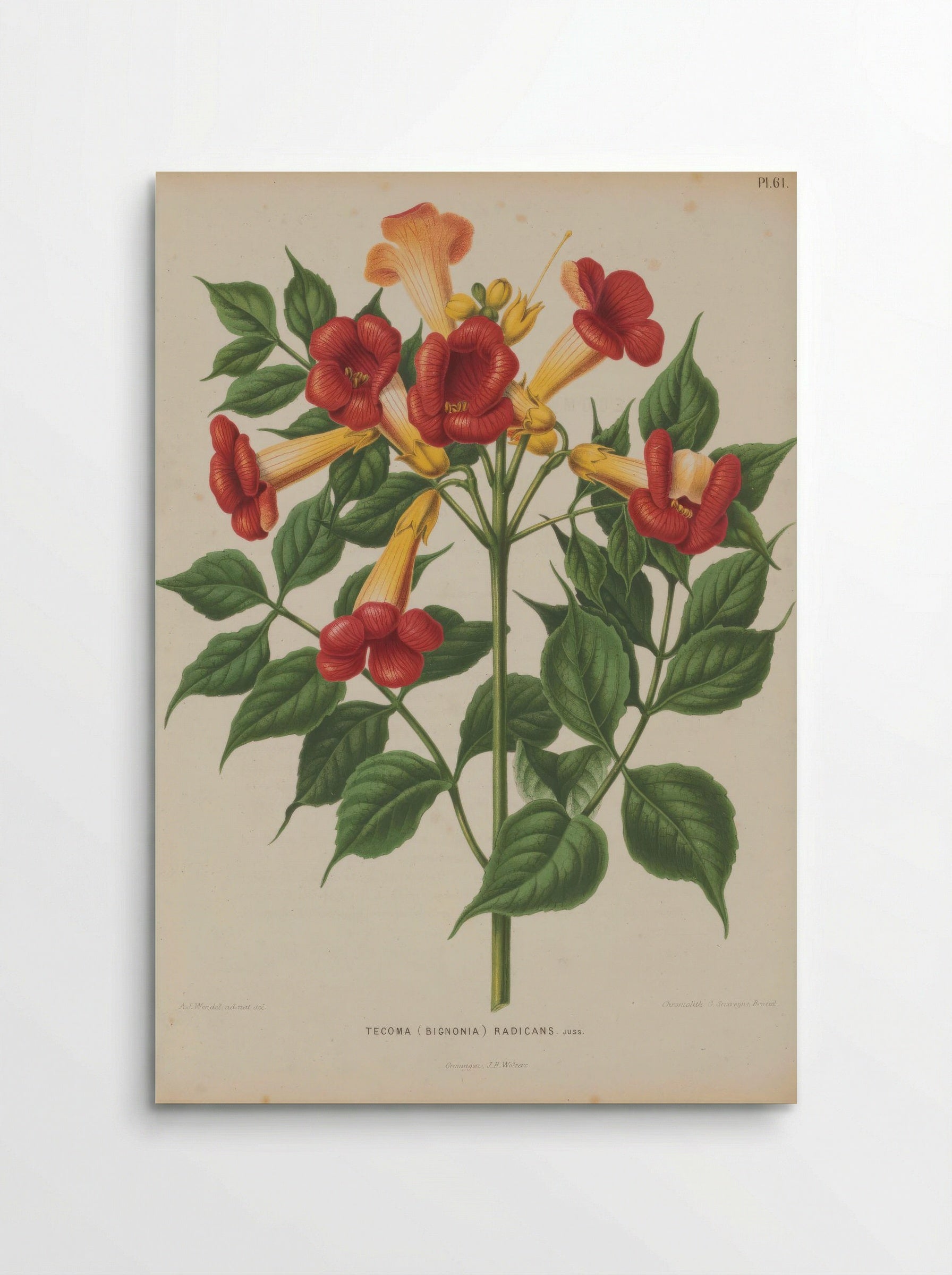 Bignonia Radicans L. - A. J. Wendel - Poster