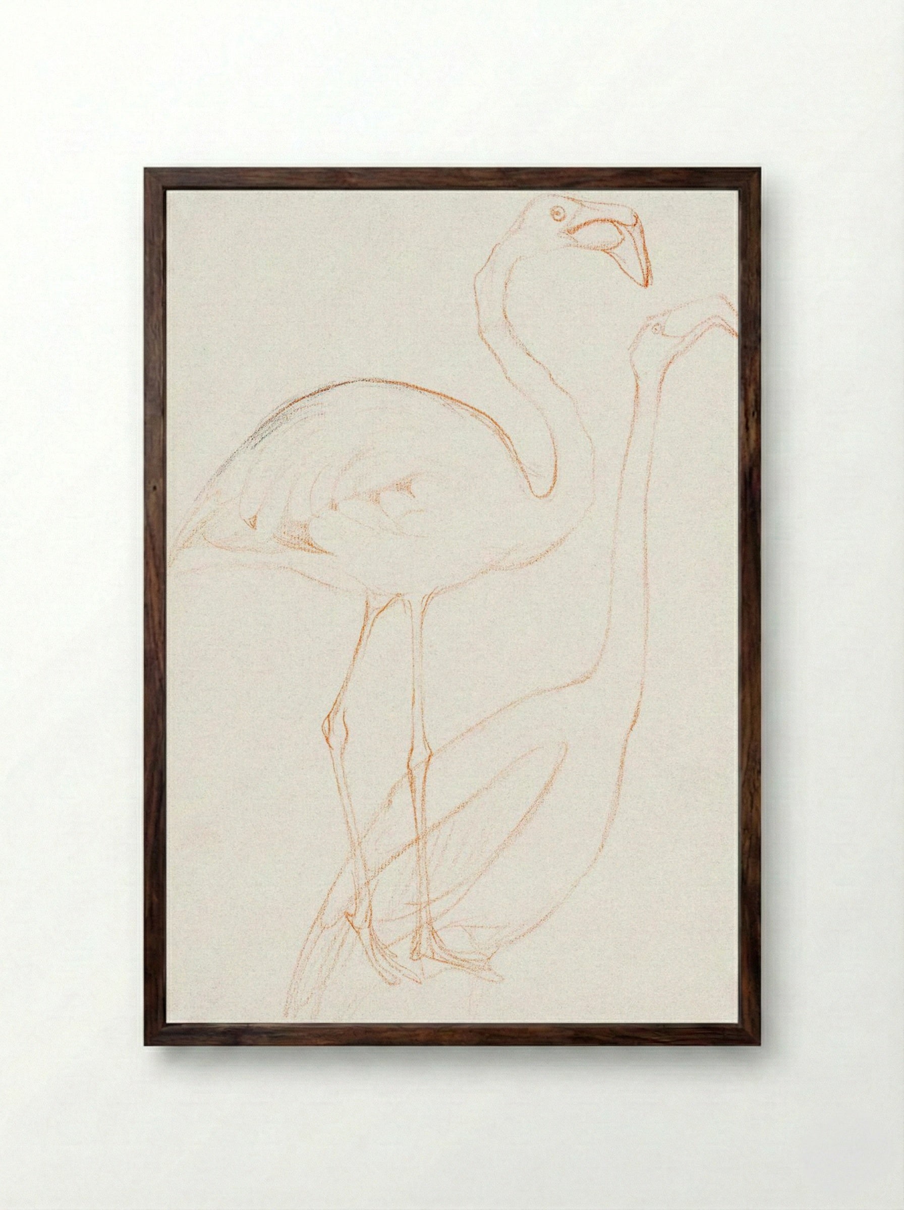Two Studies of a Flamingo - Theo van Hoytema - Framed Print Dark Wood