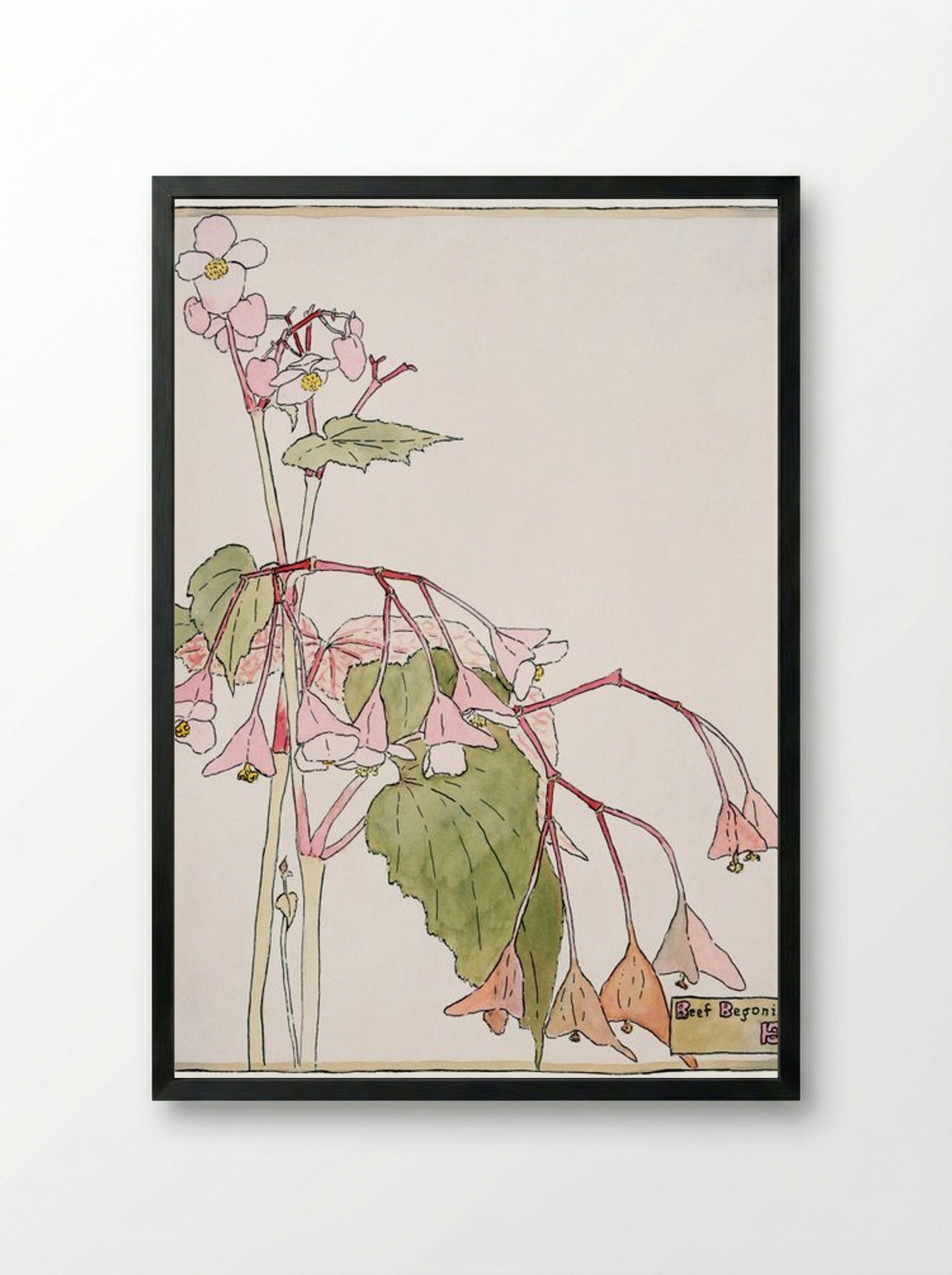 Beef Begonia - Hannah Borger Overbeck - Framed Print Black