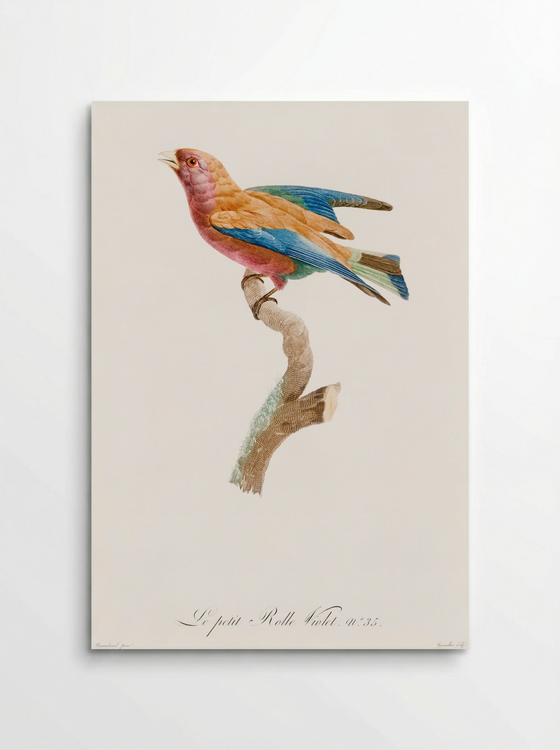 Young Violet Roller - Jacques Barraband - Poster