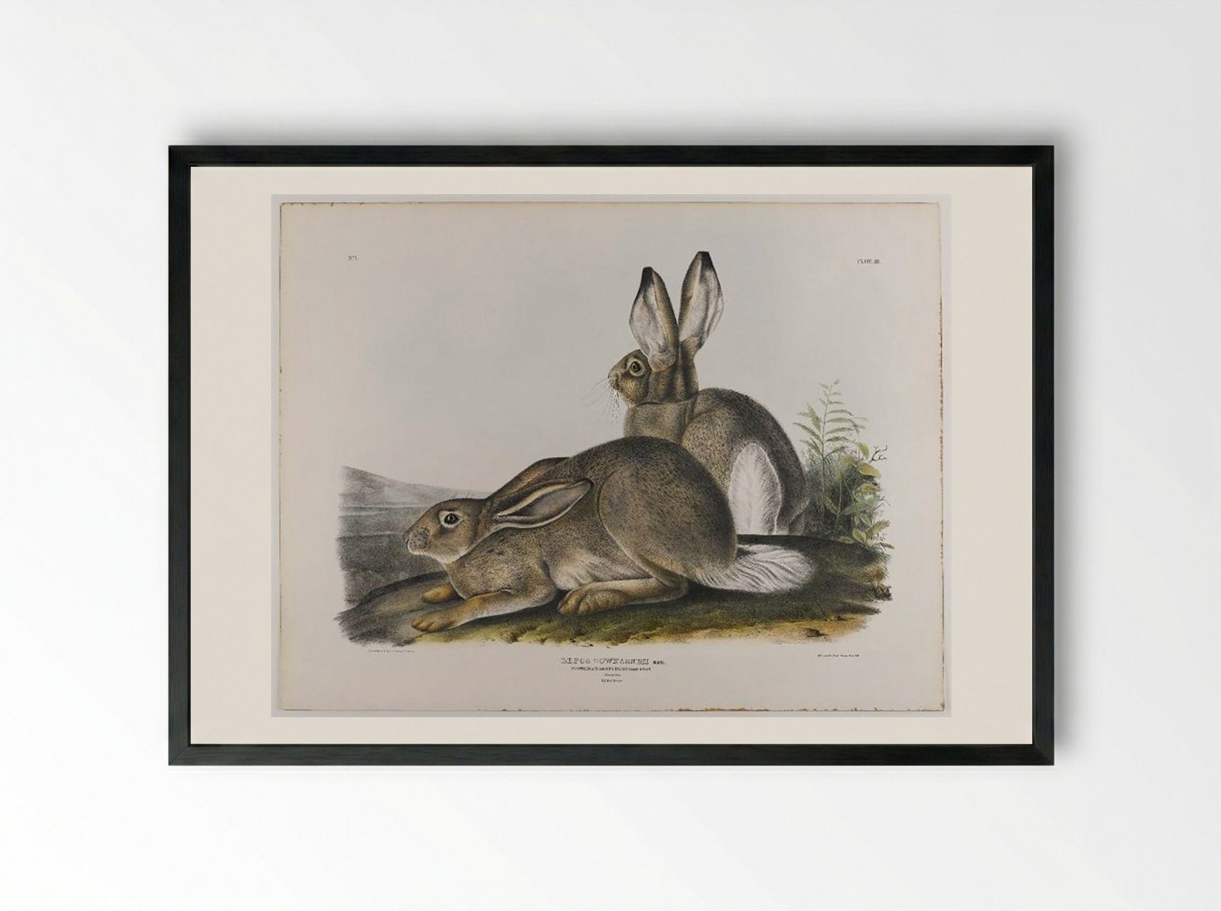 Townsend's Rocky Mountain Hare - John James Audubon - Framed Print Black
