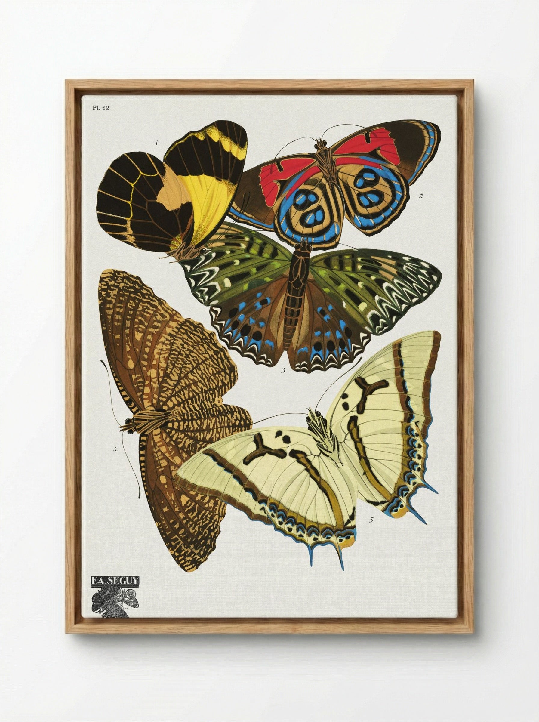 Séguy's Vintage Butterflies, Plate 12 - Émile Allain Séguy - Framed Canvas Wood