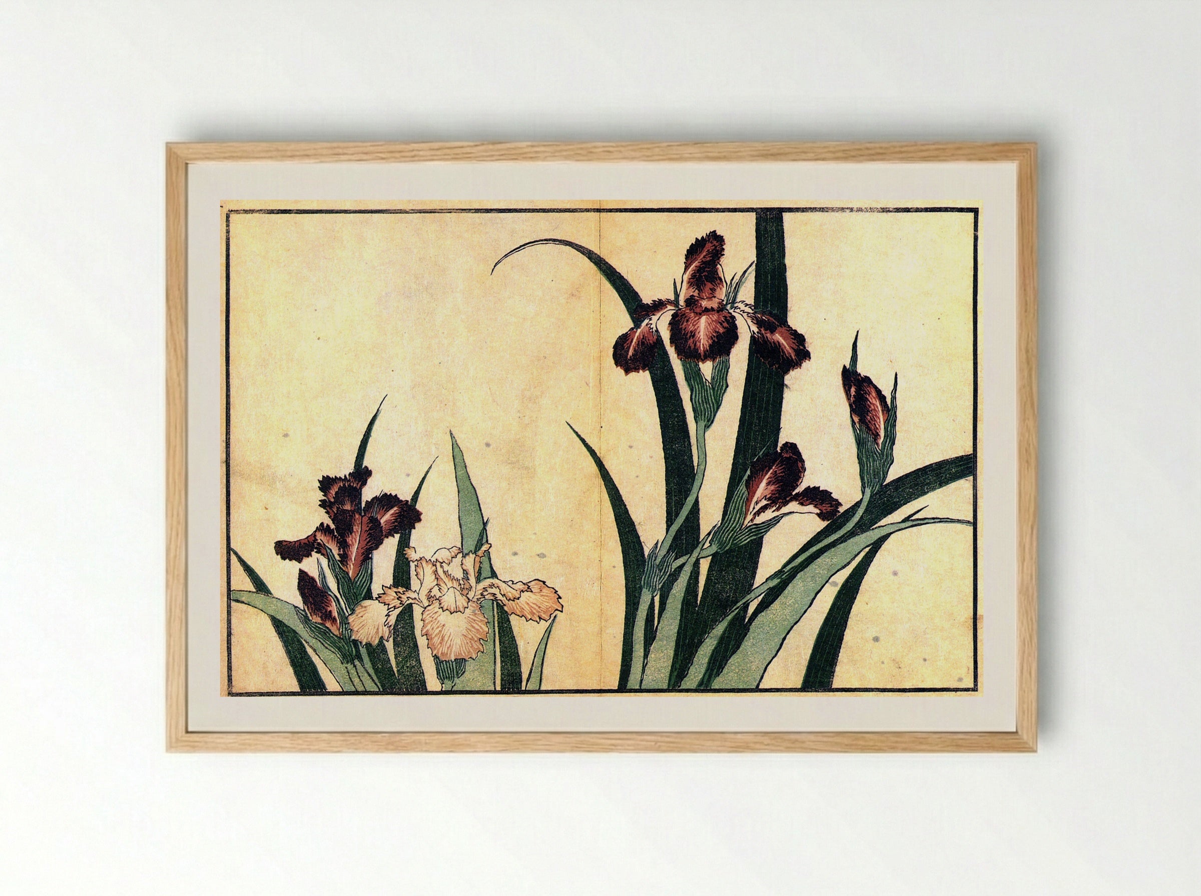 Irises - Fine Art Print - Framed Print Wood