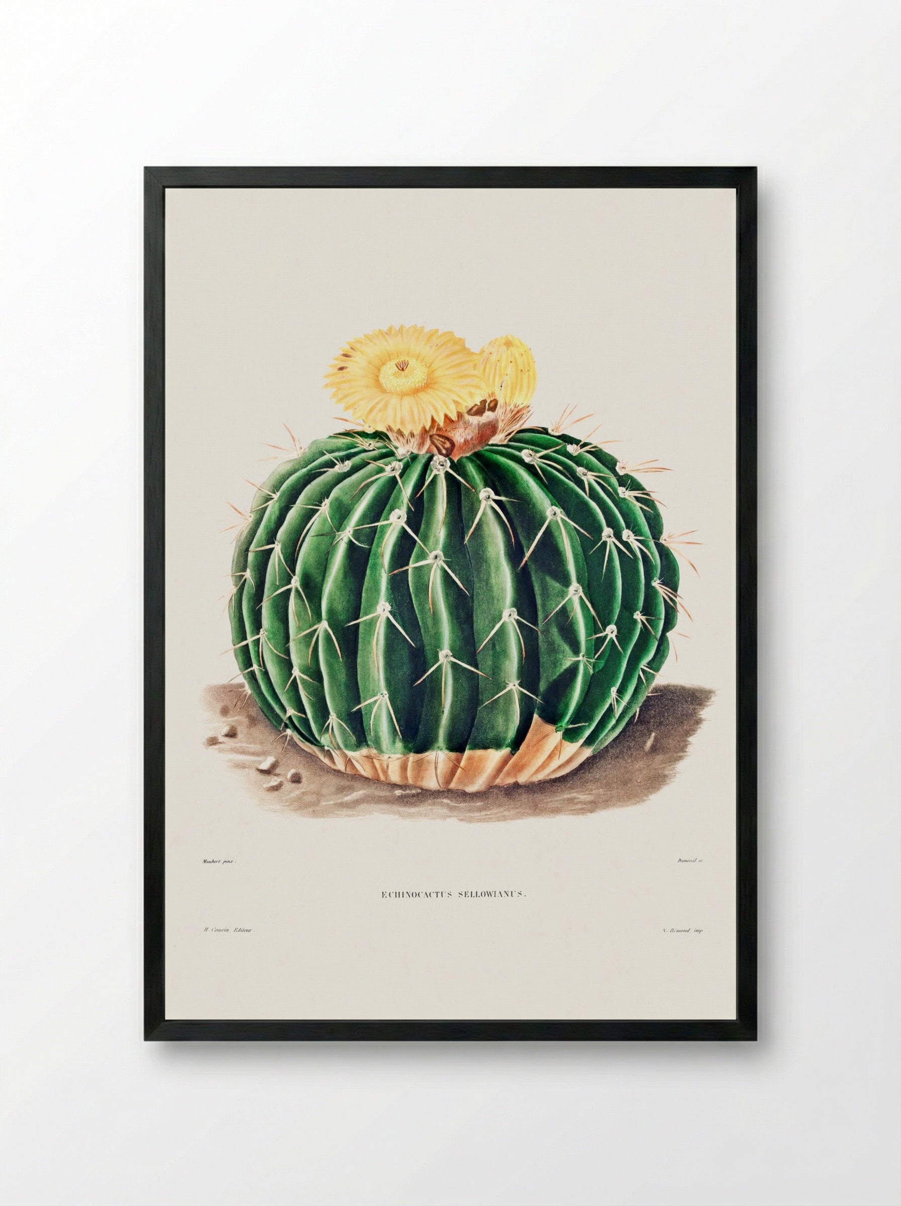 Parodia Sellowii (Echinocactus Sellowianus) - Charles Antoine Lemaire - Framed Print Black