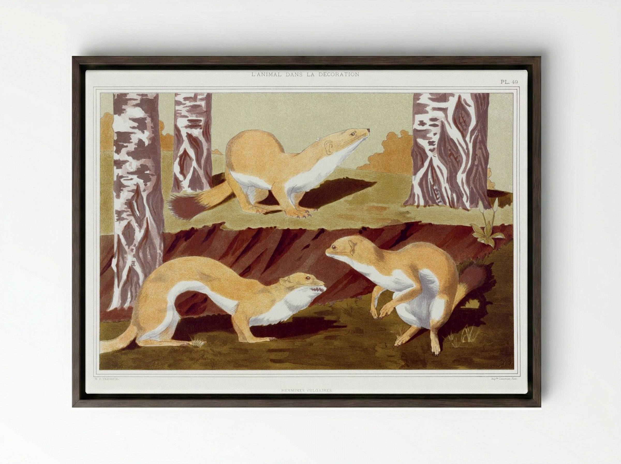 Hermines Vulgaires (Common Stoats) - Maurice Pillard Verneuil - Framed Canvas Dark Wood