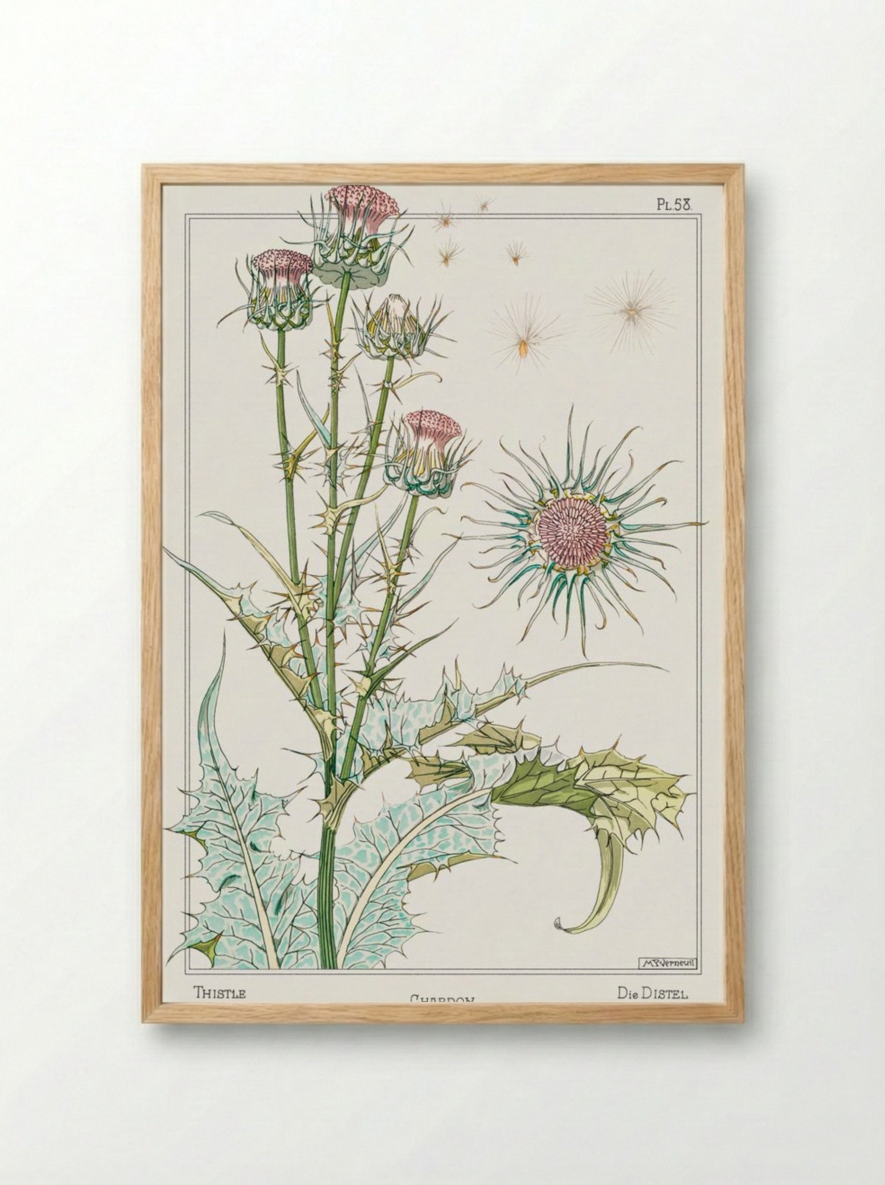 Chardon (Thistle) from La Plante et ses Applications ornementales - Maurice Pillard Verneuil - Framed Print Wood