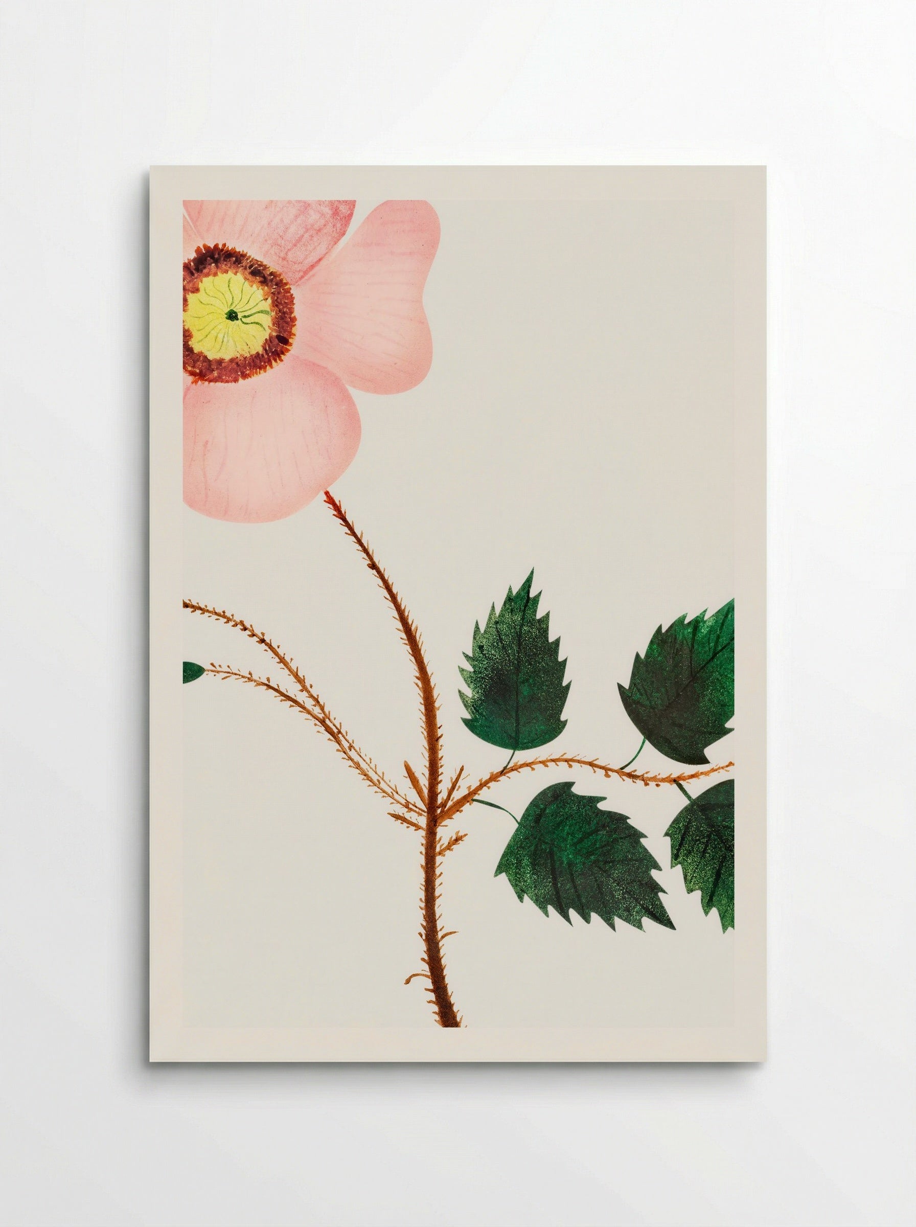 Wild Rose - Mary Altha Nims - Poster