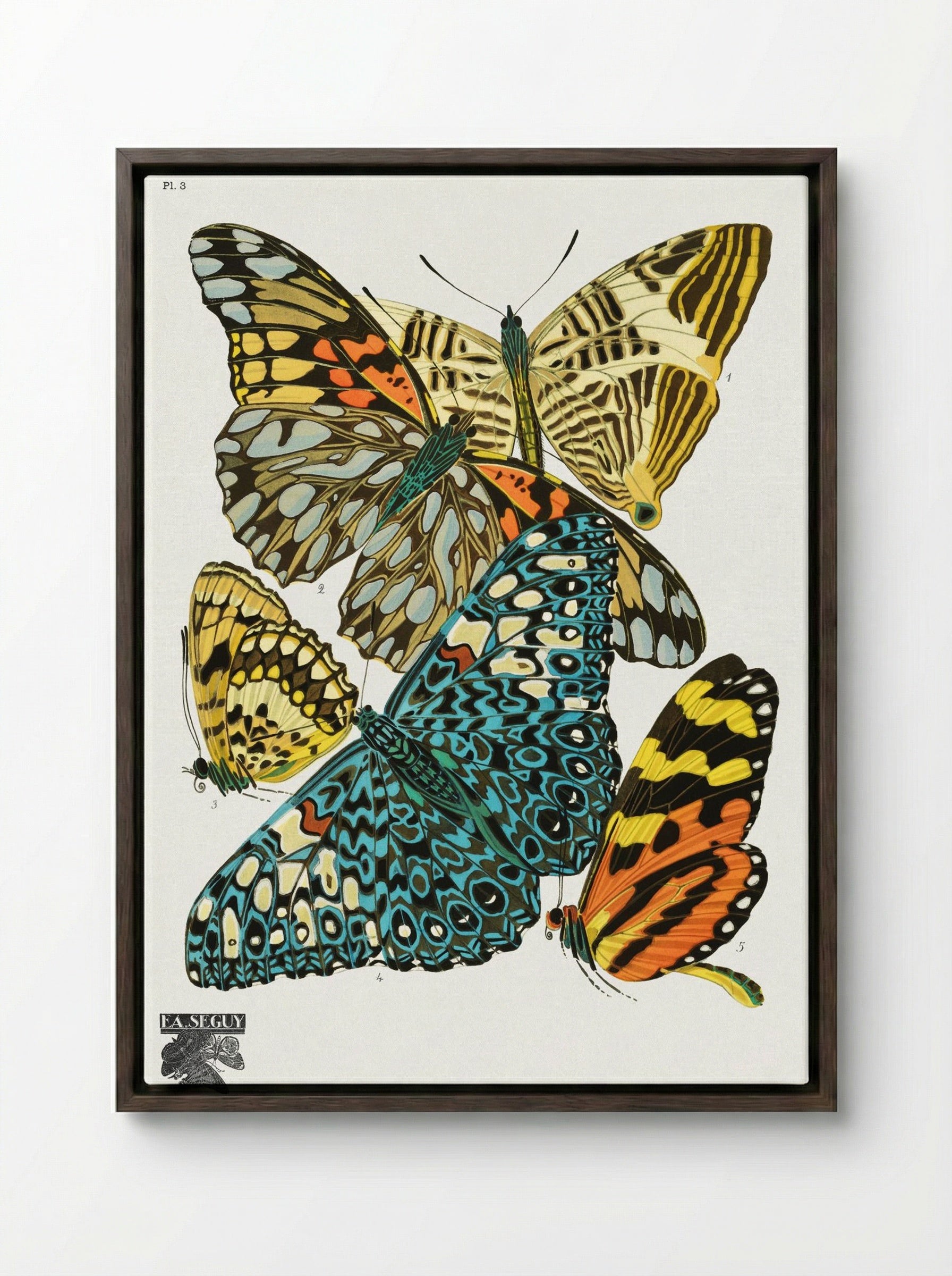 Butterflies, Plate 3 - Émile-Allain Séguy - Framed Canvas Dark Wood