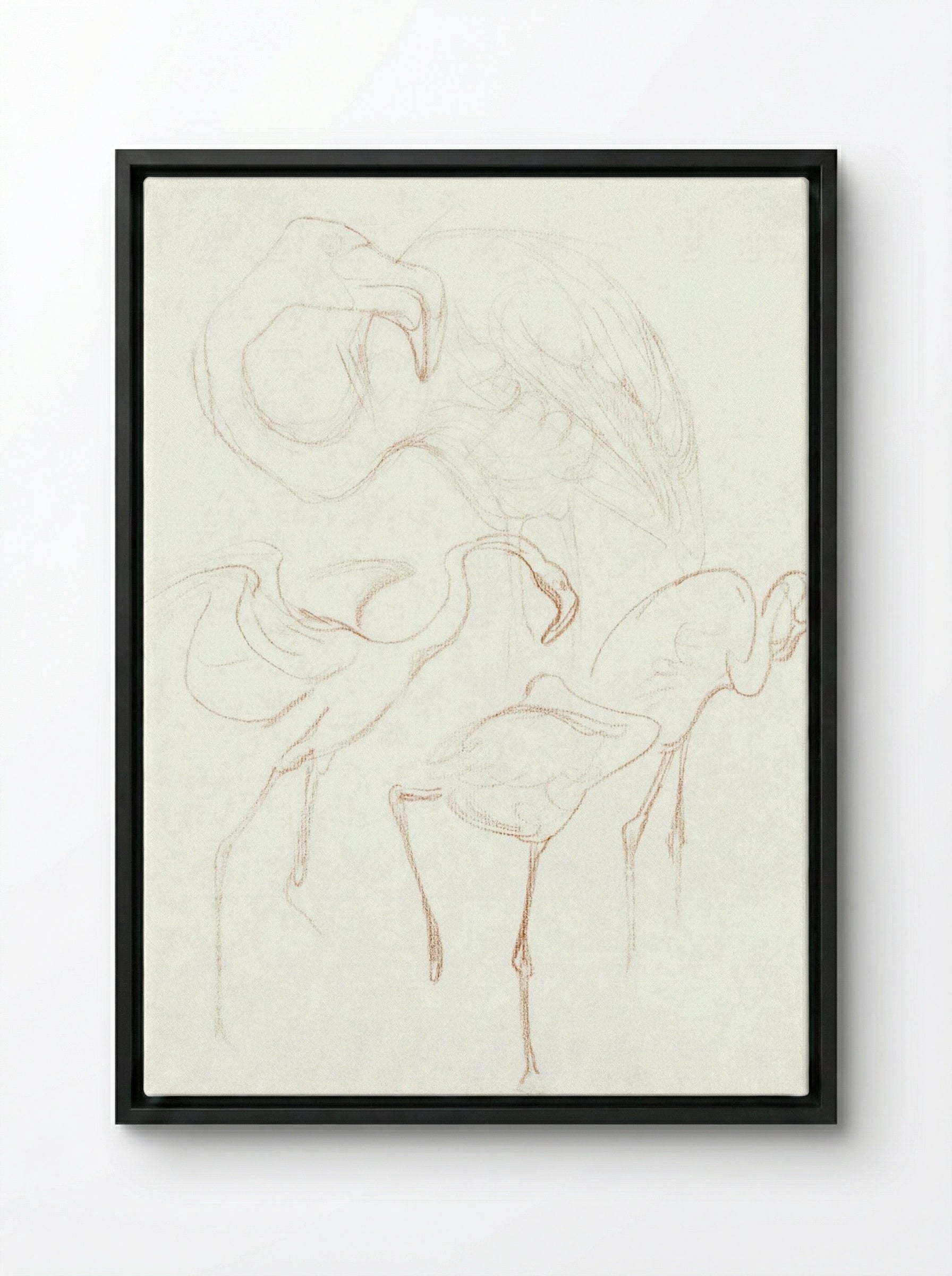 Studies of Flamingos - Theo van Hoytema - Framed Canvas Black
