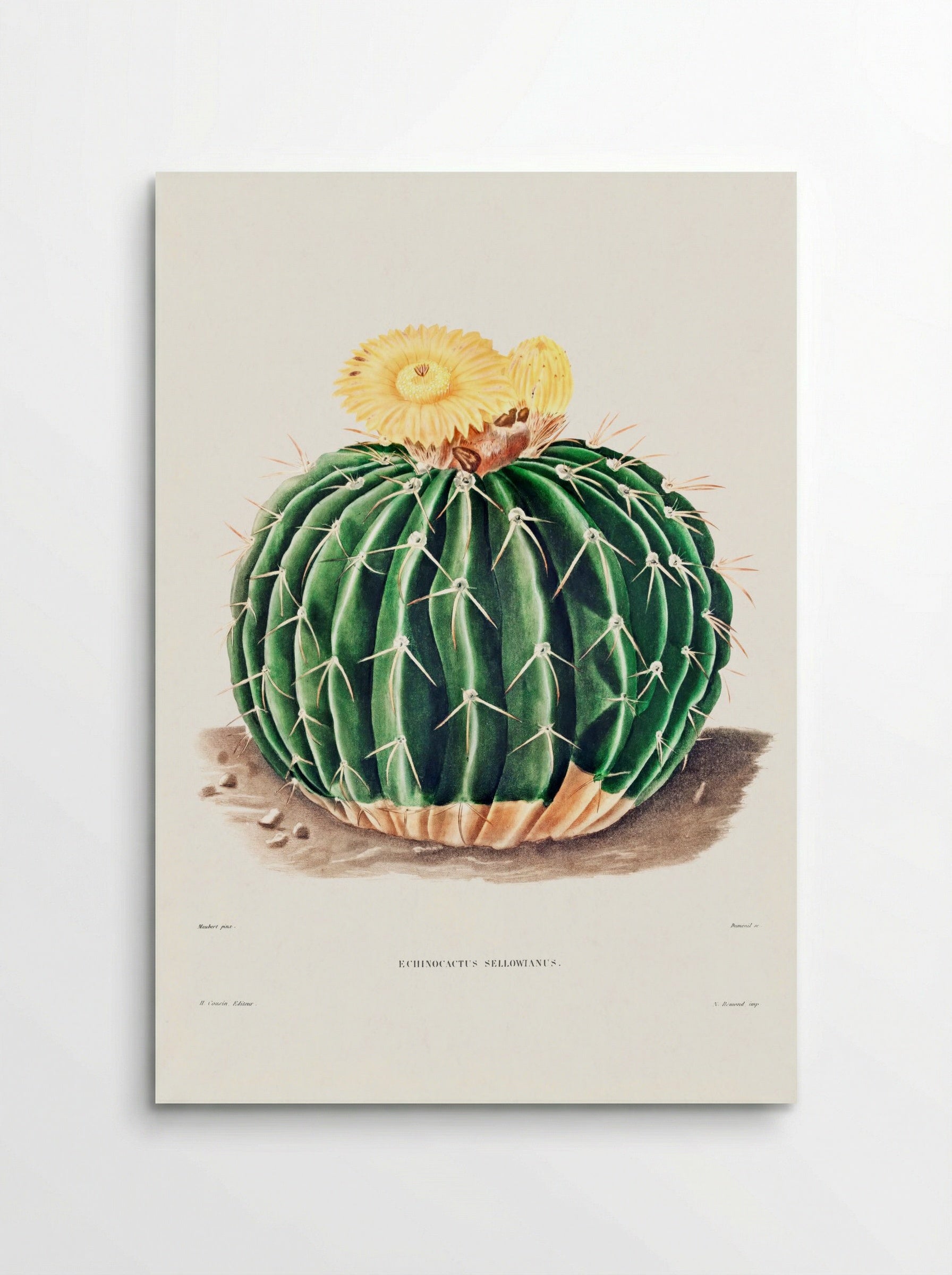 Parodia Sellowii (Echinocactus Sellowianus) - Charles Antoine Lemaire - Poster