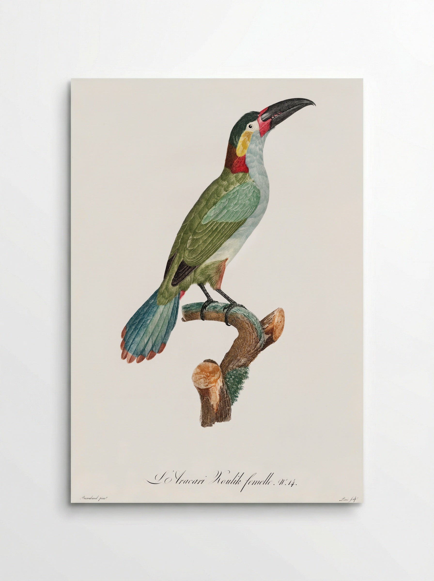 Black-necked Aracari - Jacques Barraband - Poster