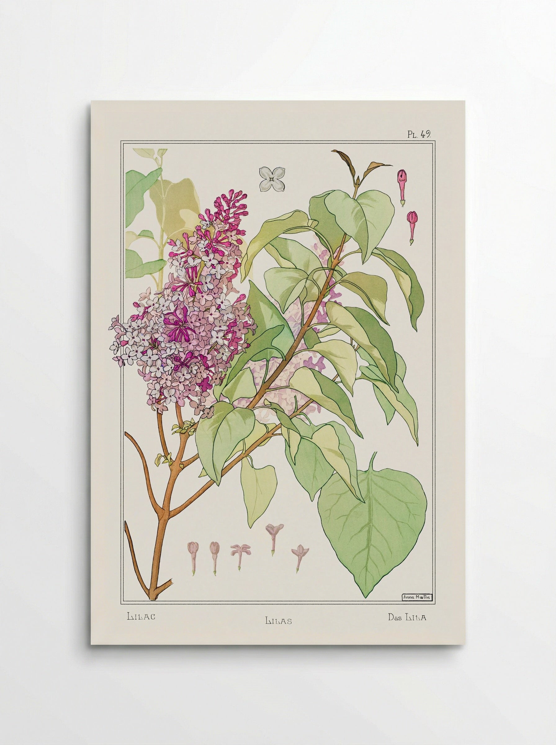 Lilas (Lilac) from La Plante et ses Applications ornementales - Maurice Pillard Verneuil - Poster
