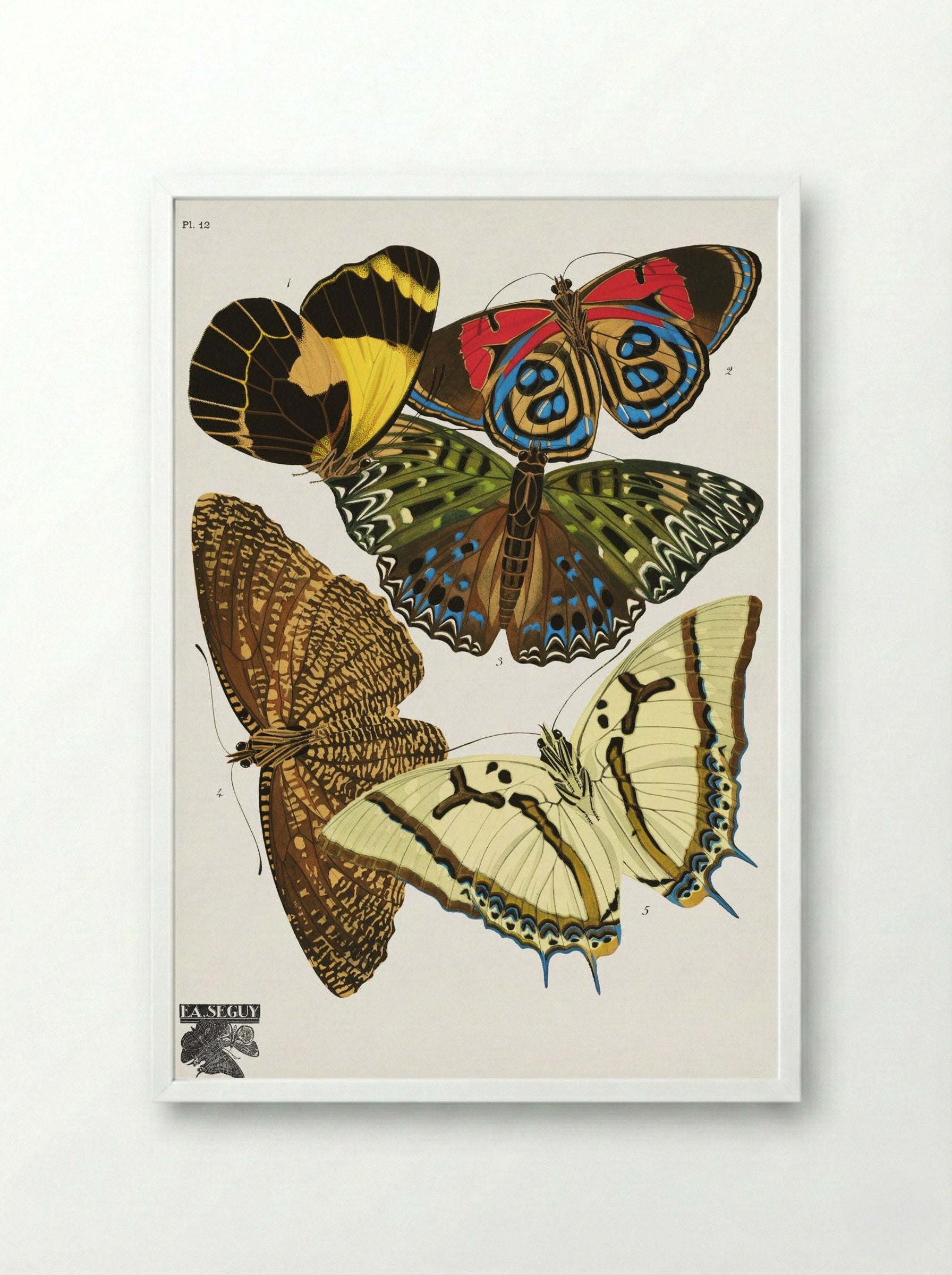 Séguy's Vintage Butterflies, Plate 12 - Émile Allain Séguy - Framed Print White