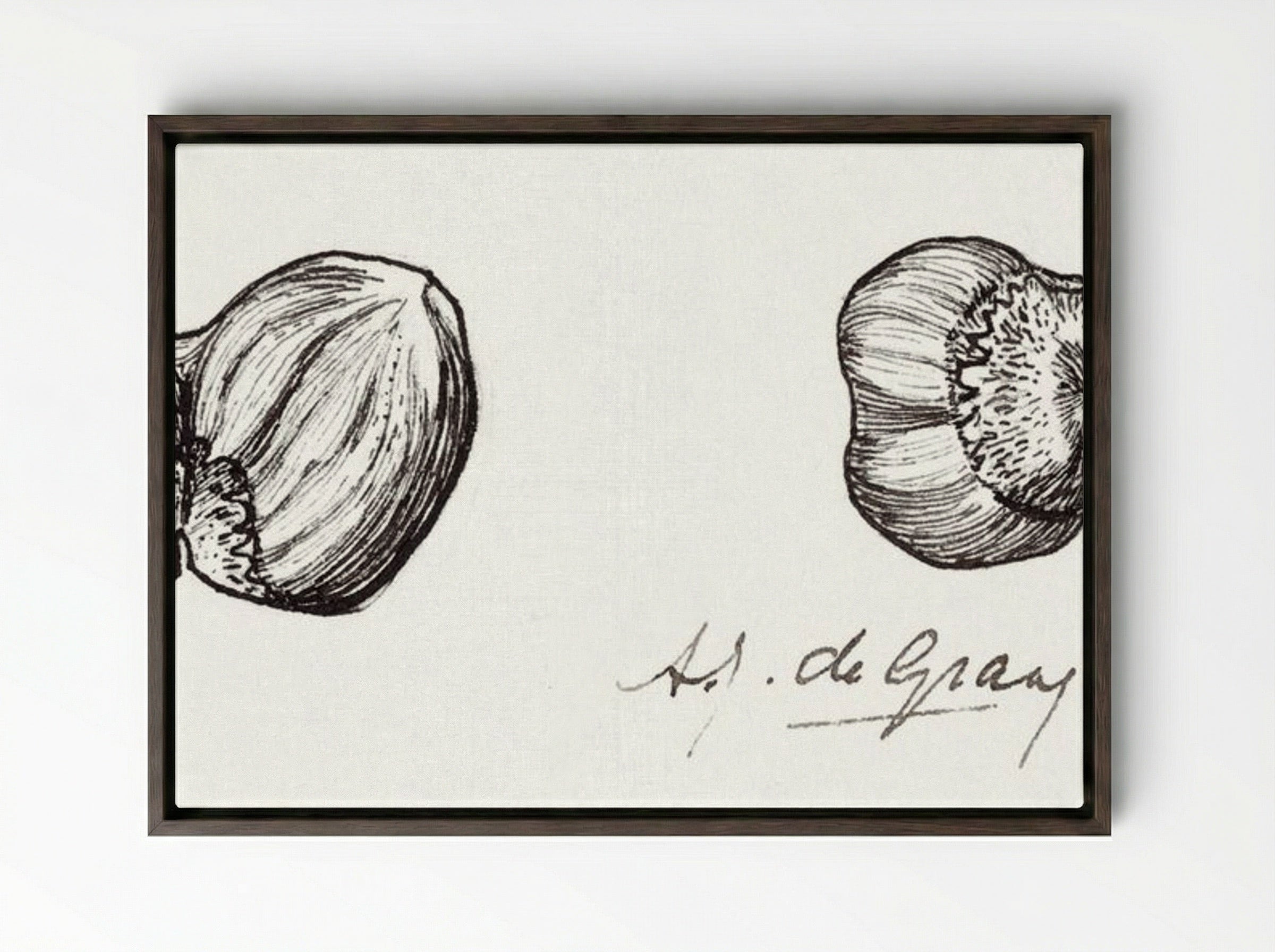 Study of Two Hazelnuts - Julie de Graag - Framed Canvas Dark Wood